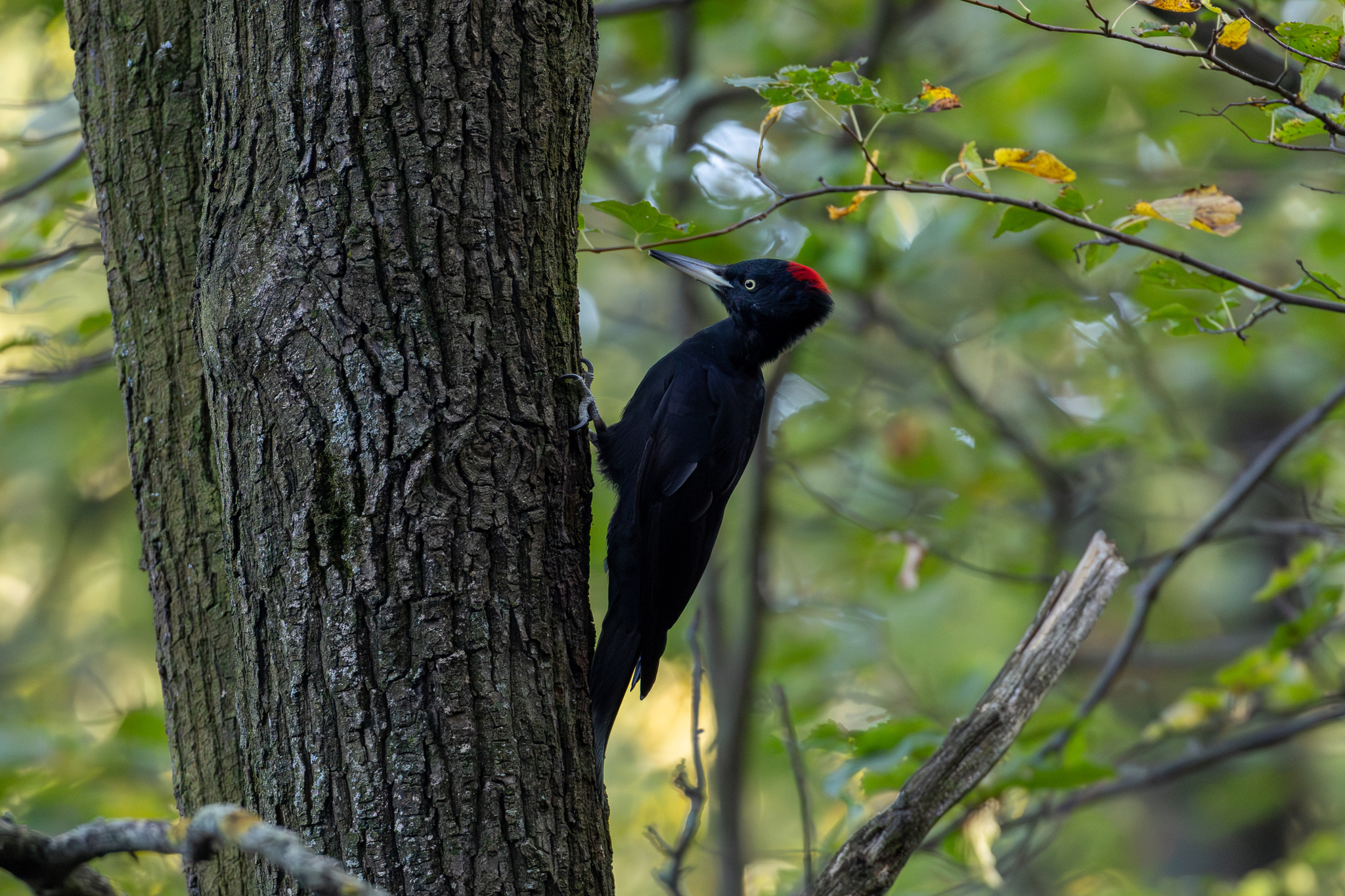 Pictures from photo hunting 92 - My, Ornithology League, Birds, Photo hunting, The photo, Longpost