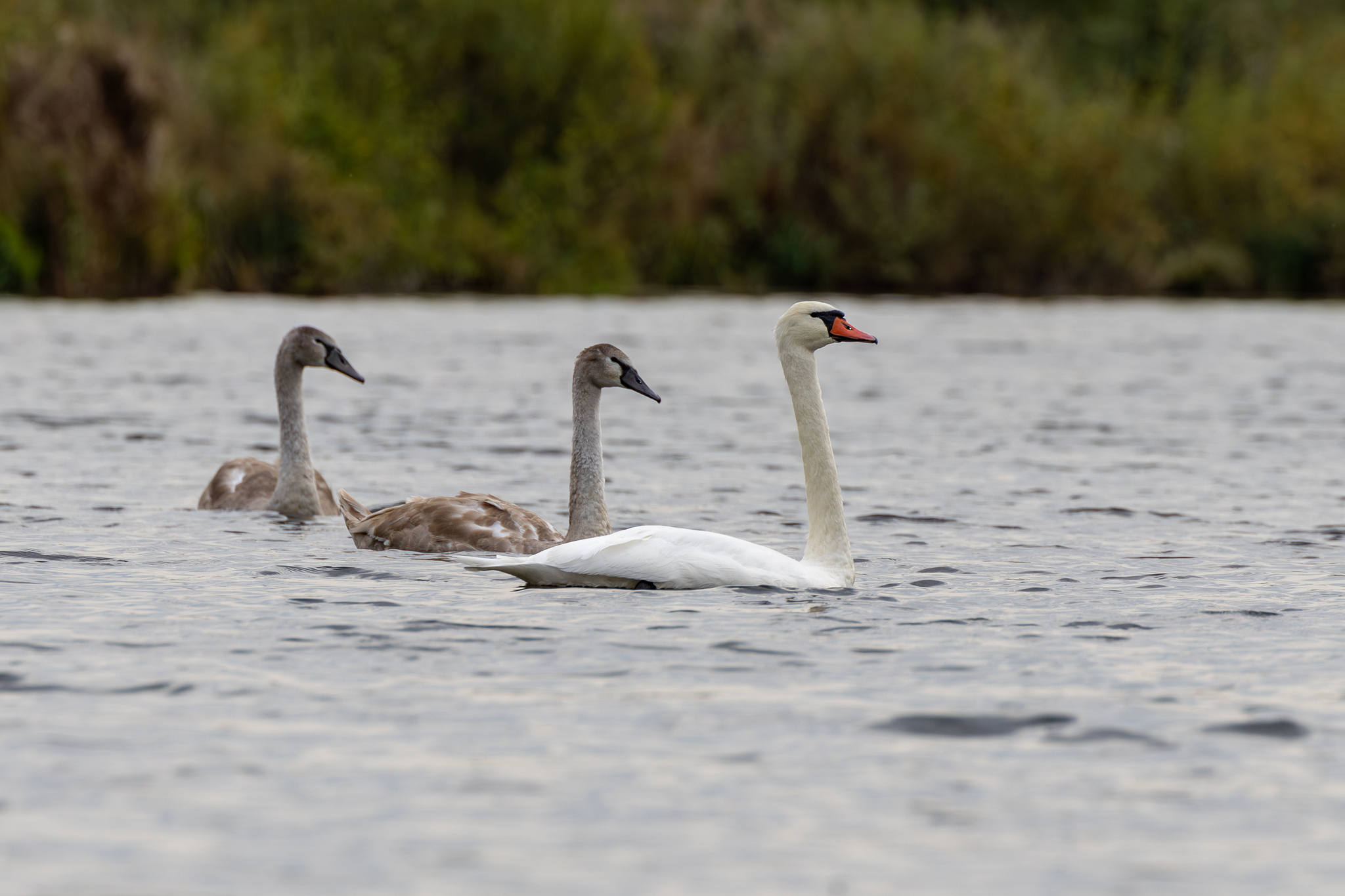 Pictures from photo hunting 92 - My, Ornithology League, Birds, Photo hunting, The photo, Longpost