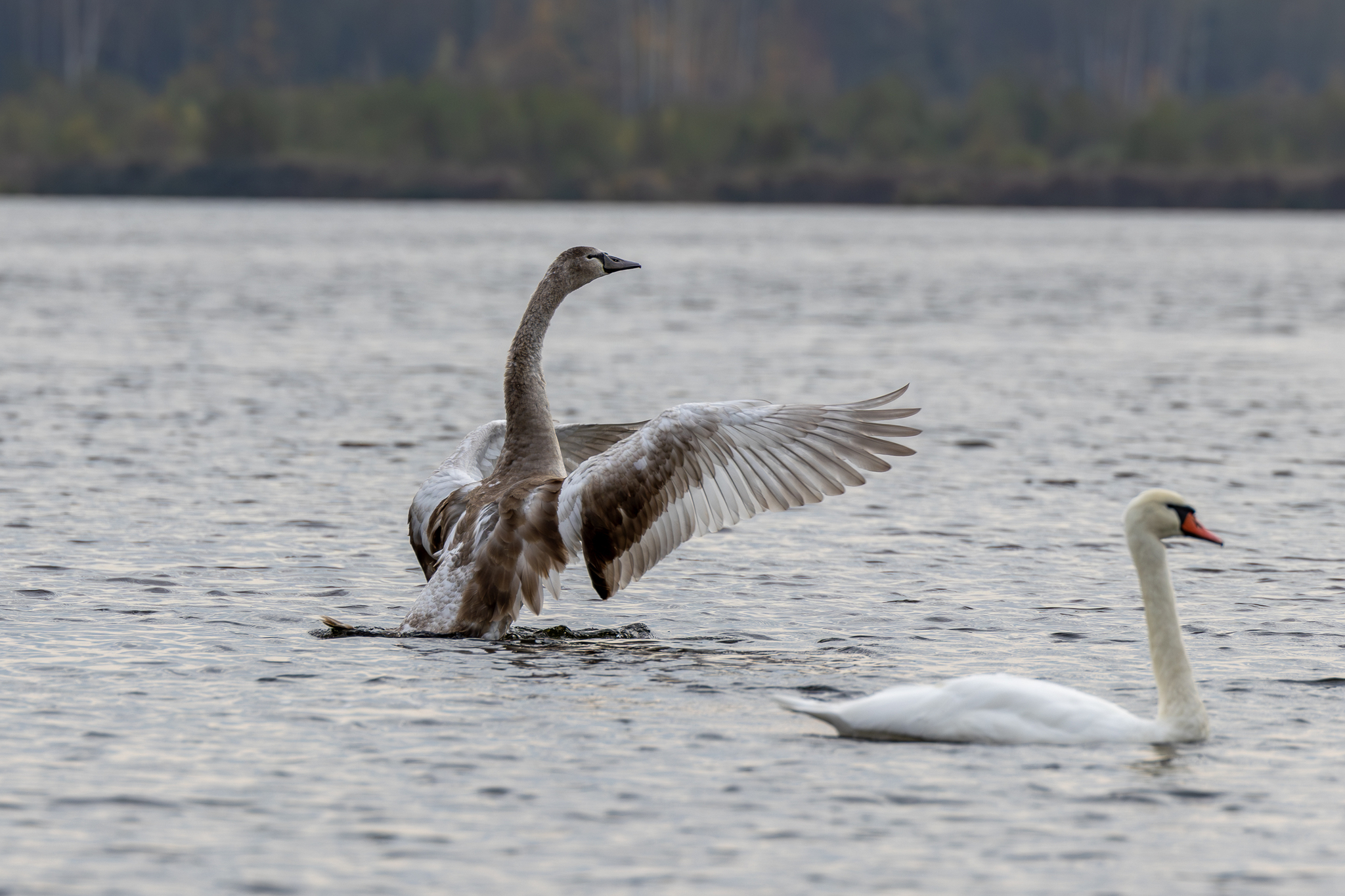 Pictures from photo hunting 92 - My, Ornithology League, Birds, Photo hunting, The photo, Longpost