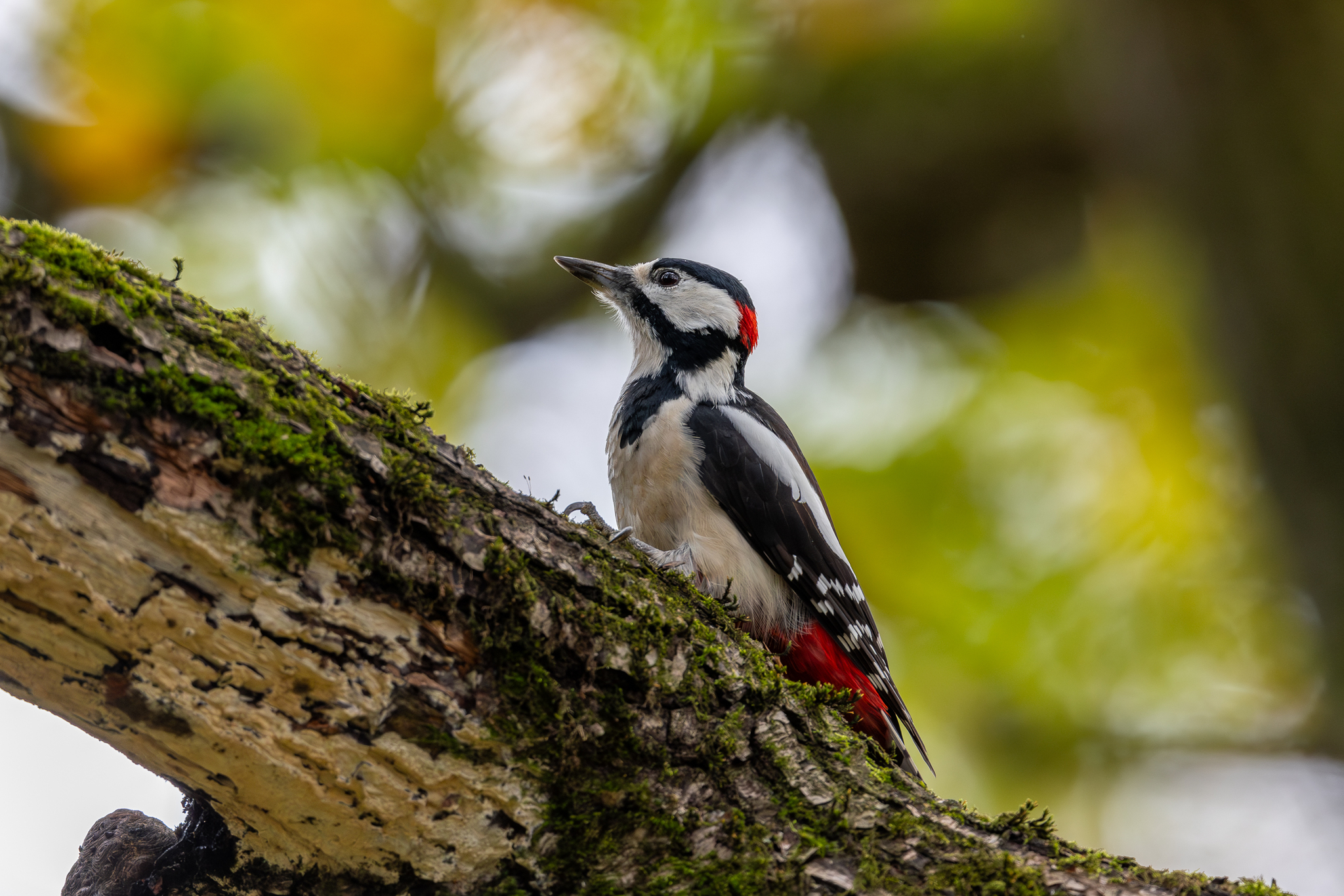 Pictures from photo hunting 92 - My, Ornithology League, Birds, Photo hunting, The photo, Longpost