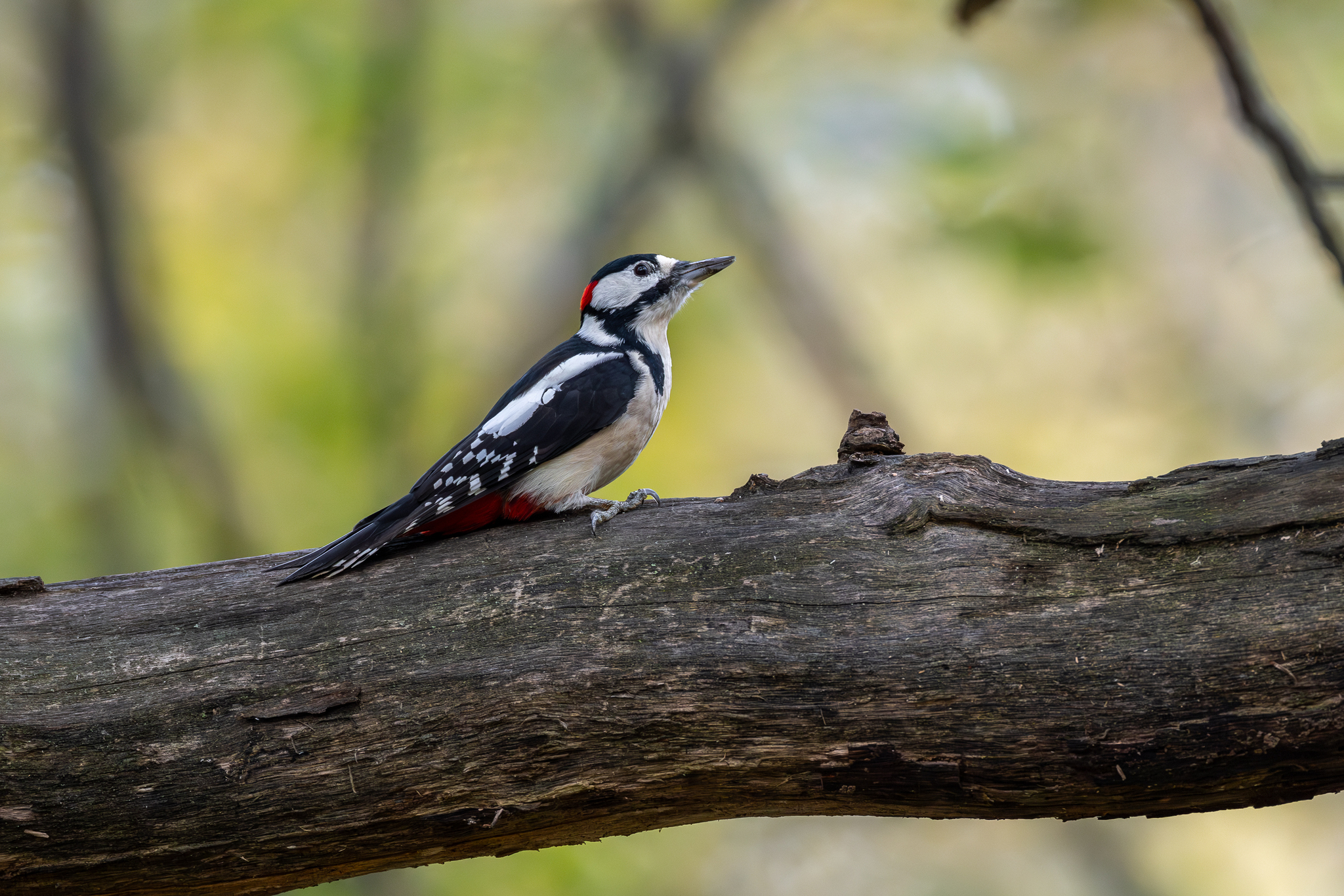 Pictures from photo hunting 92 - My, Ornithology League, Birds, Photo hunting, The photo, Longpost