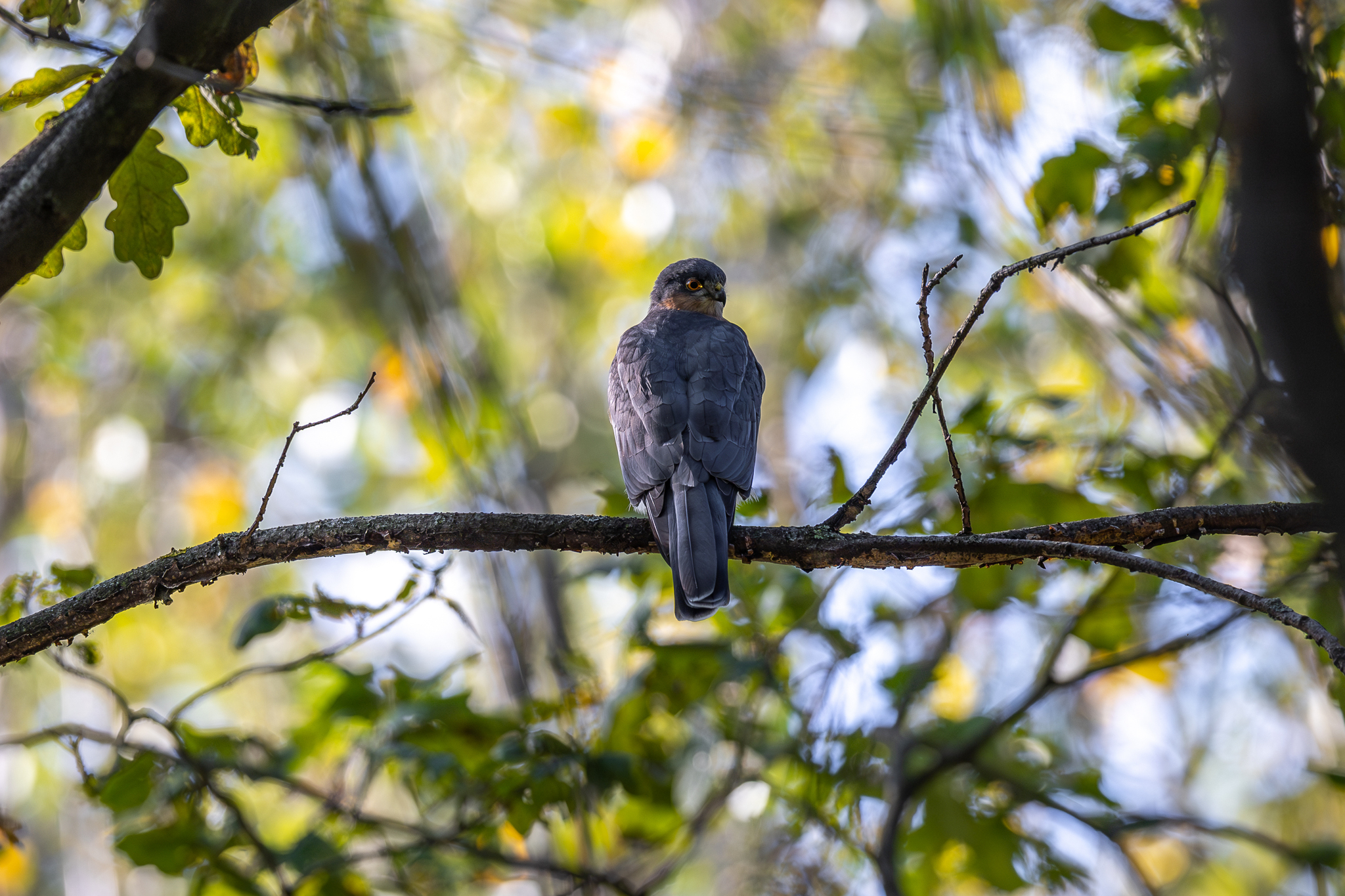 Pictures from photo hunting 92 - My, Ornithology League, Birds, Photo hunting, The photo, Longpost