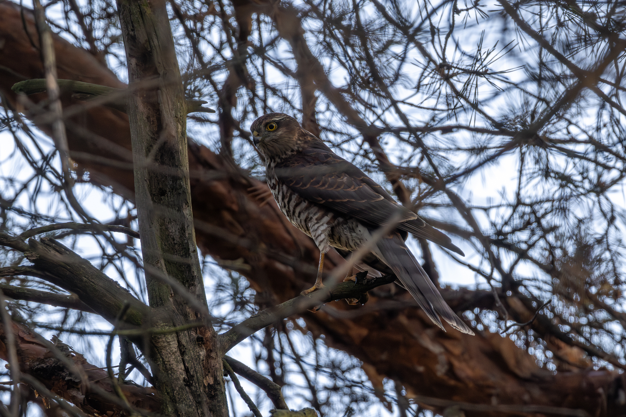 Pictures from photo hunting 92 - My, Ornithology League, Birds, Photo hunting, The photo, Longpost