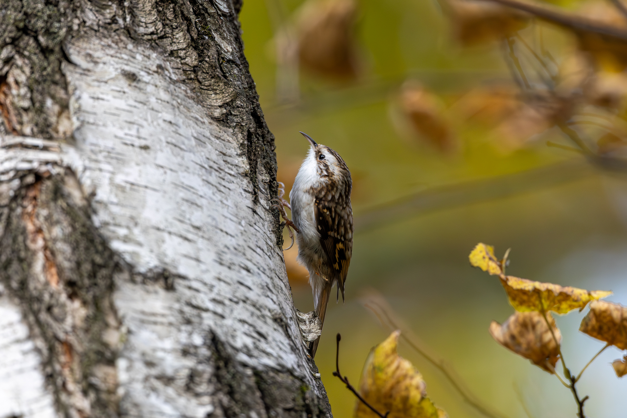 Pictures from photo hunting 92 - My, Ornithology League, Birds, Photo hunting, The photo, Longpost