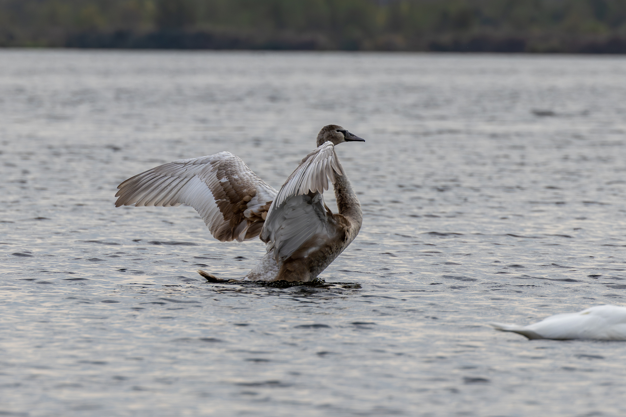 Pictures from photo hunting 92 - My, Ornithology League, Birds, Photo hunting, The photo, Longpost