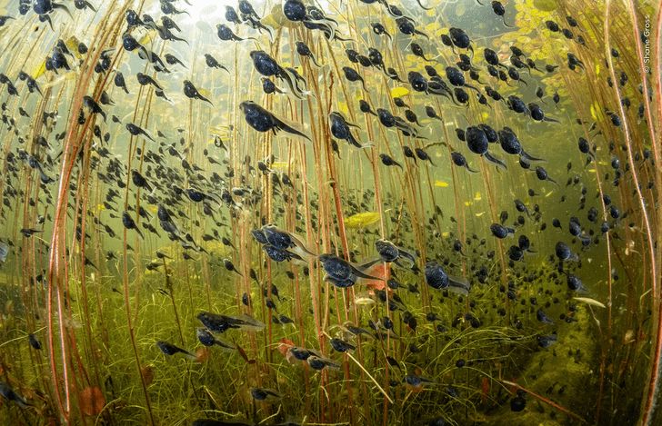 Toad growth - Tadpoles, The photo, Toad, Amphibians, Wild animals, wildlife, Winners, Photo competition, Great Britain