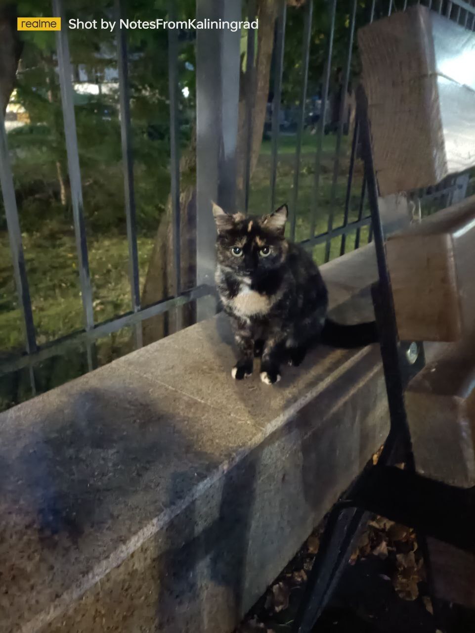 City beauties - My, cat, Kaliningrad, City walk, Fluffy, Pet the cat, Kaliningrad region, Street photography, The photo