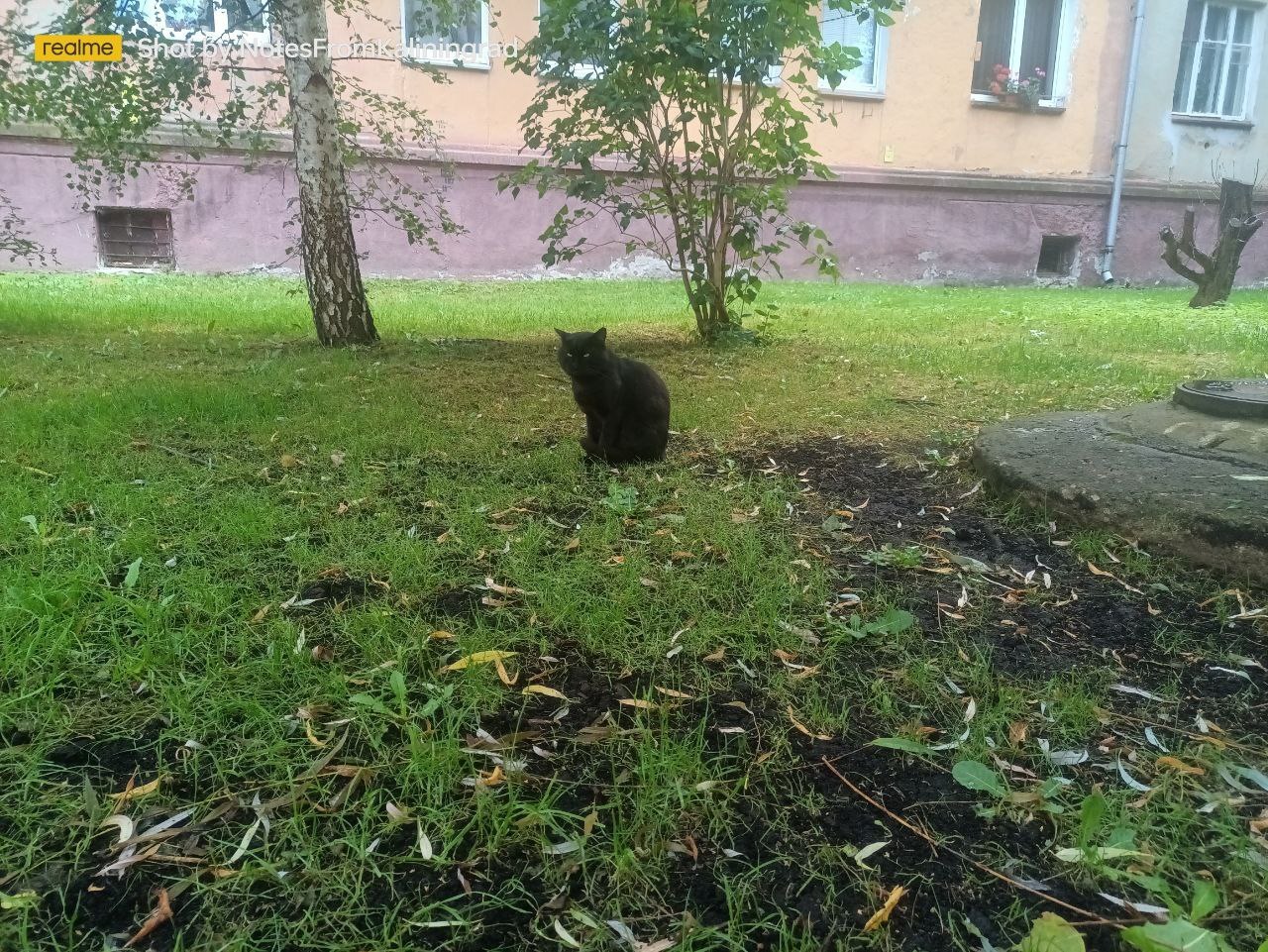 Городские красавцы - Моё, Кот, Калининград, Прогулка по городу, Пушистые, Погладь кота, Калининградская область, Уличная фотография, Фотография