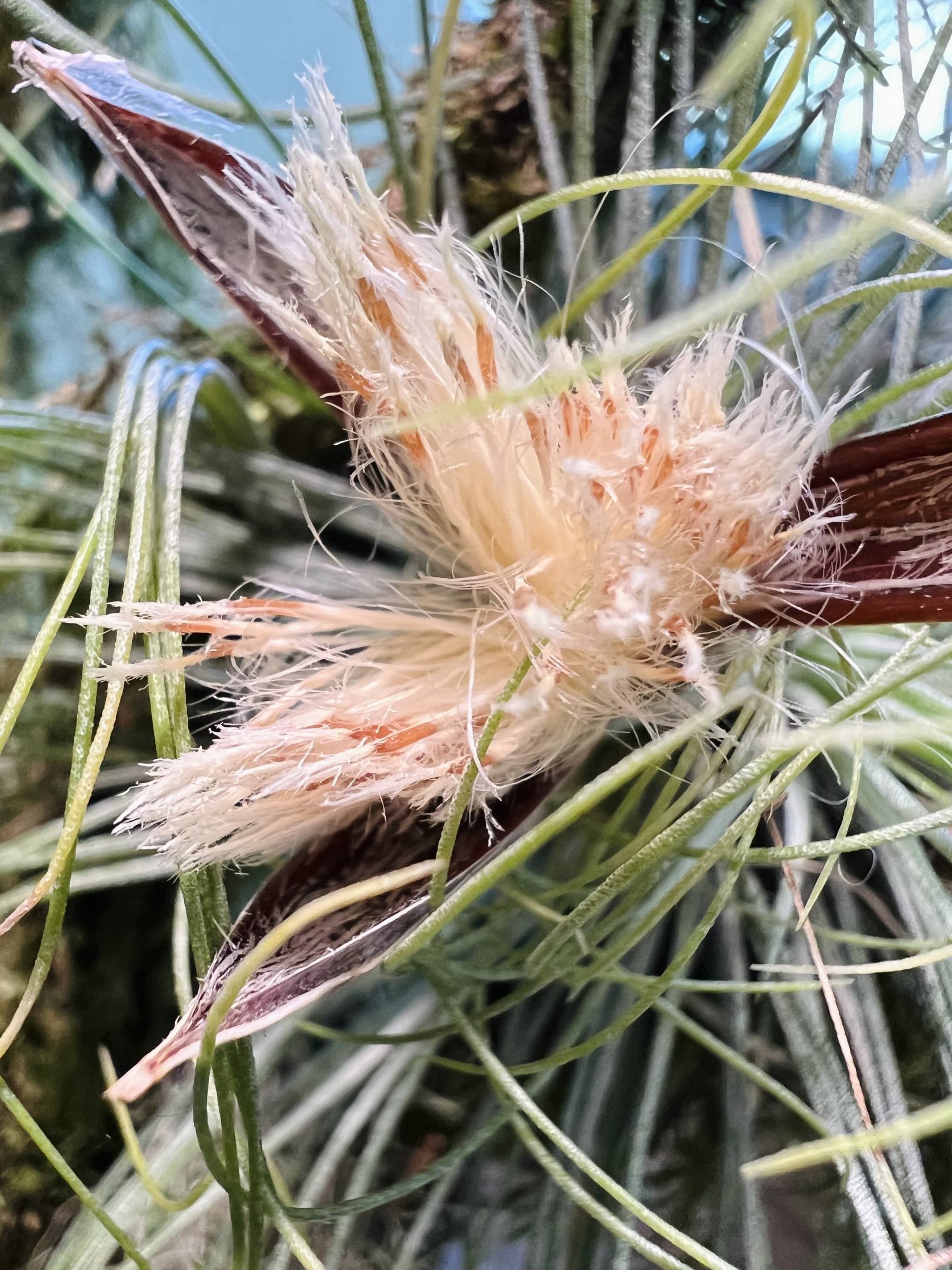 Tillandsia has bloomed! - My, Houseplants, Exotic plants, Plants, Greenhouse, Flowers, Bloom, Longpost