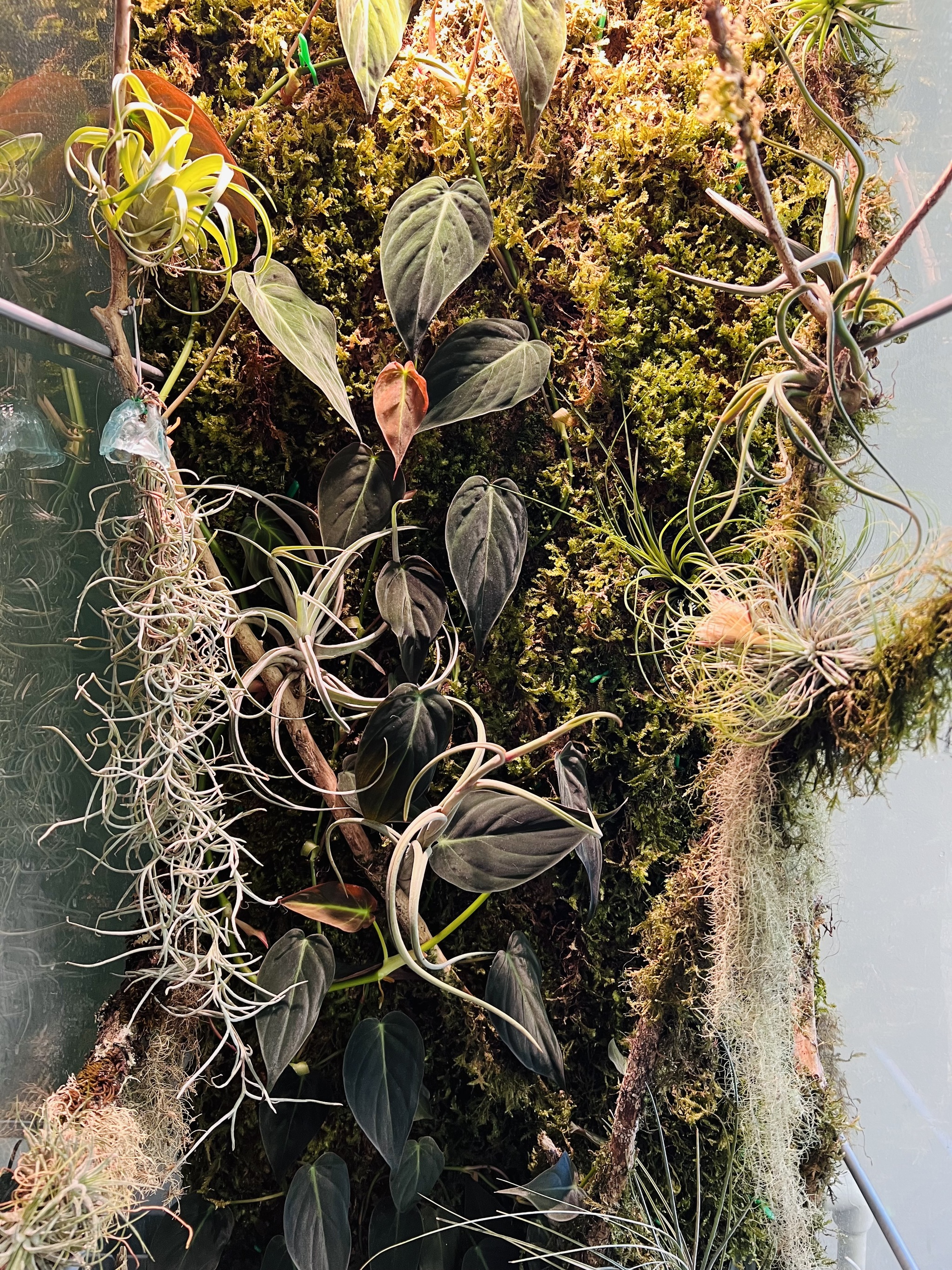 Tillandsia has bloomed! - My, Houseplants, Exotic plants, Plants, Greenhouse, Flowers, Bloom, Longpost