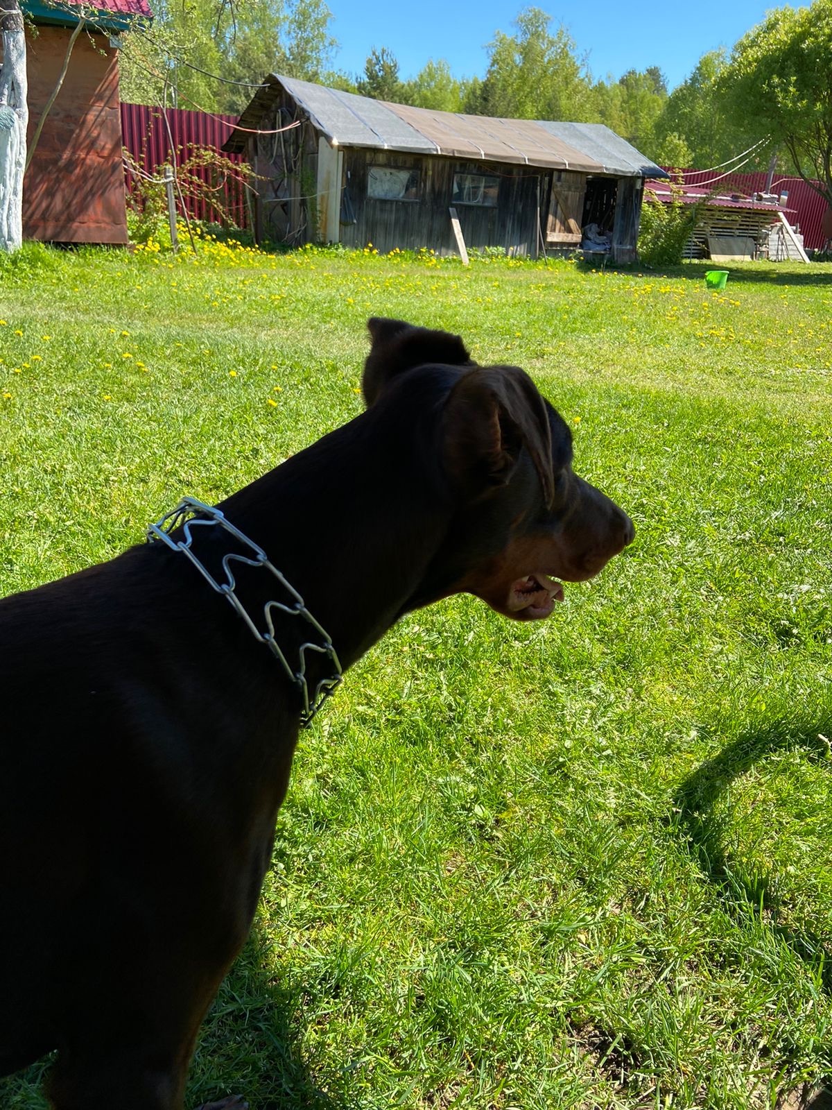 FREE Doberman in good hands - My, Doberman, Is free, Family, Longpost, Dog