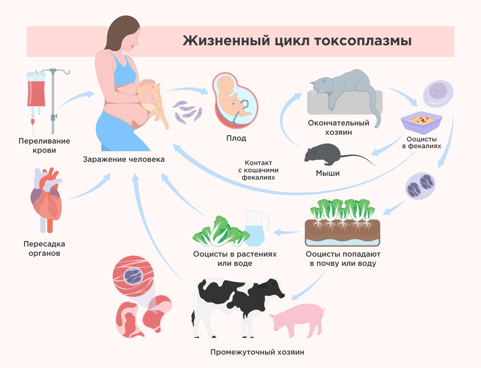 Toxoplasma: The Most Successful Manipulator - My, Research, Nauchpop, The science, Scientists, Toxoplasmosis, Toxoplasma, cat, Biology, Parasites, Dopamine, Video, Youtube, Longpost