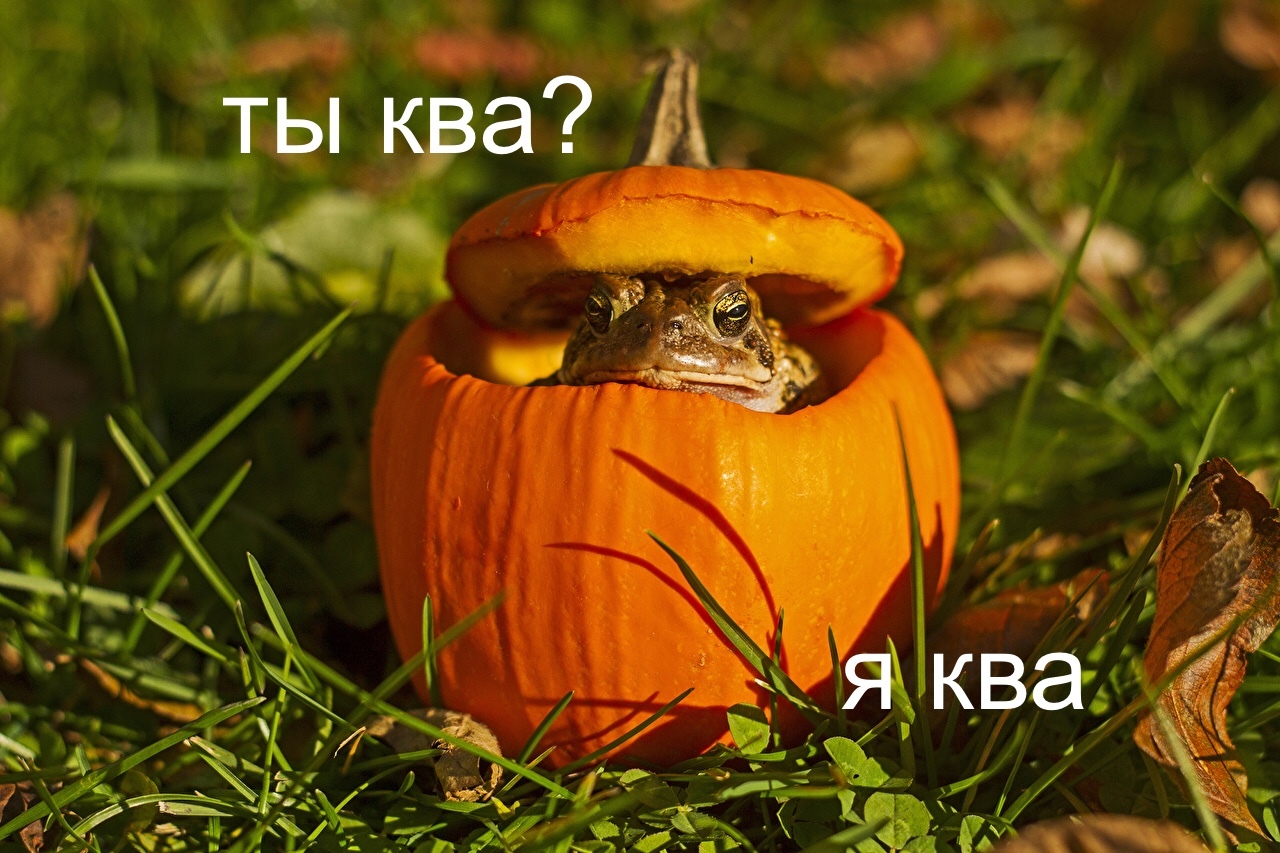 Happy October Wednesday, my dudes - My, Pumpkin, Toad, It Is Wednesday My Dudes, Picture with text, Wednesday