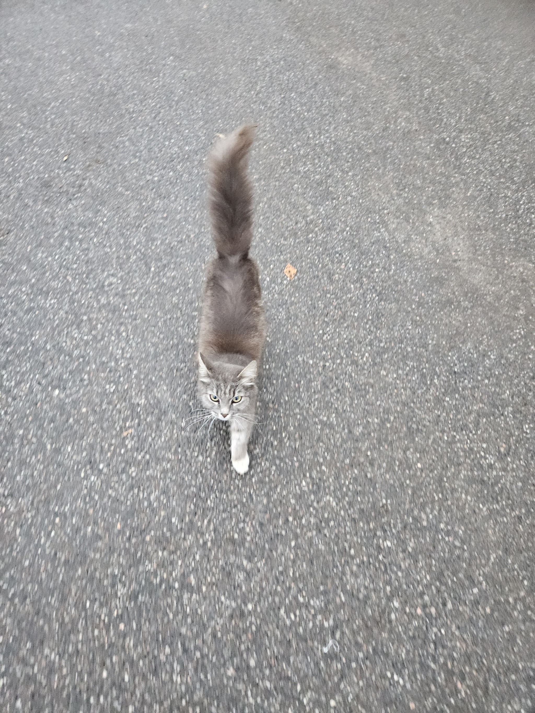 Kitty in good hands - My, Saint Petersburg, Leningrad region, Fluffy, No rating, Homeless animals, Pets, In good hands, cat, Longpost