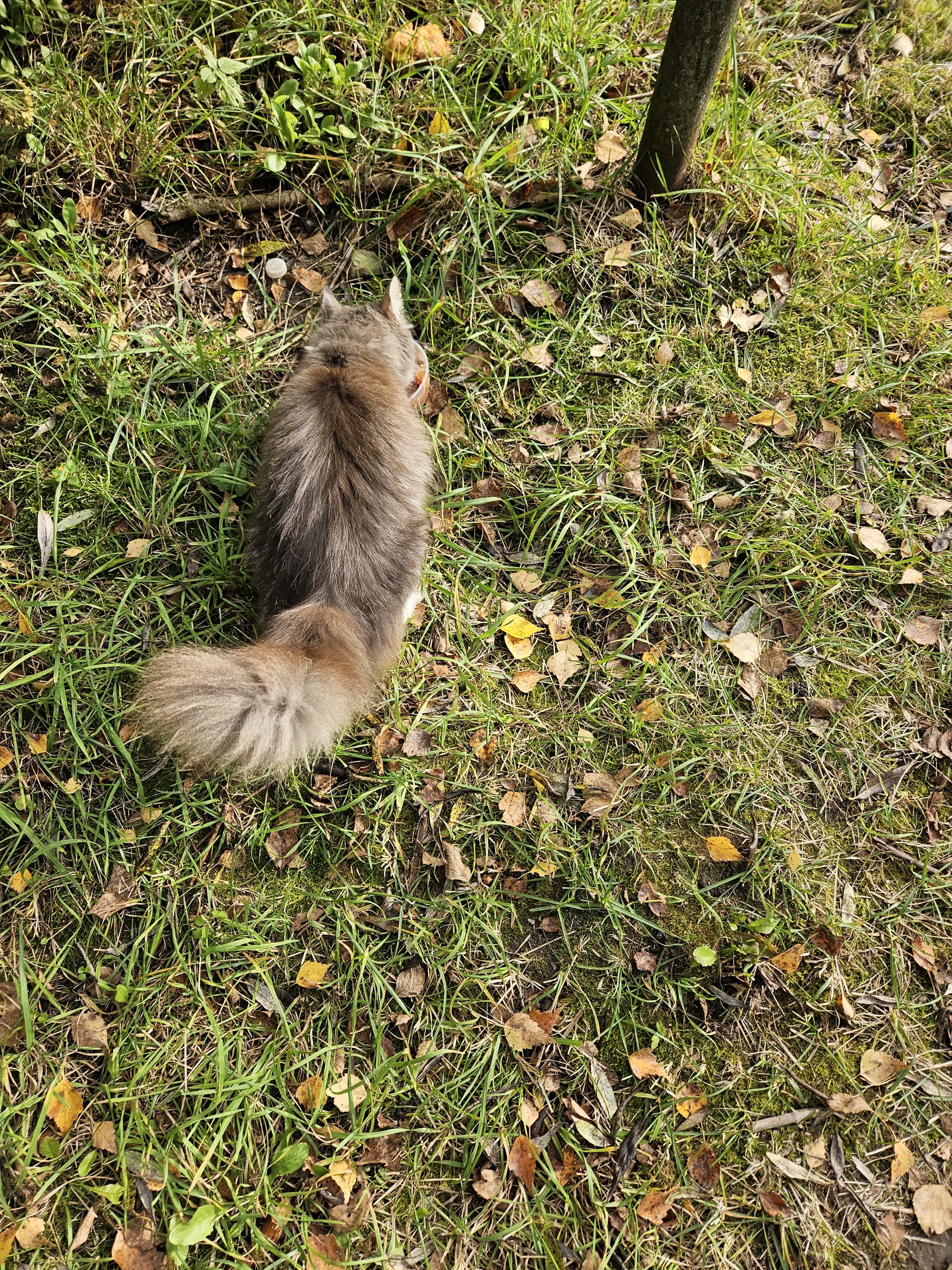 Kitty in good hands - My, Saint Petersburg, Leningrad region, Fluffy, No rating, Homeless animals, Pets, In good hands, cat, Longpost