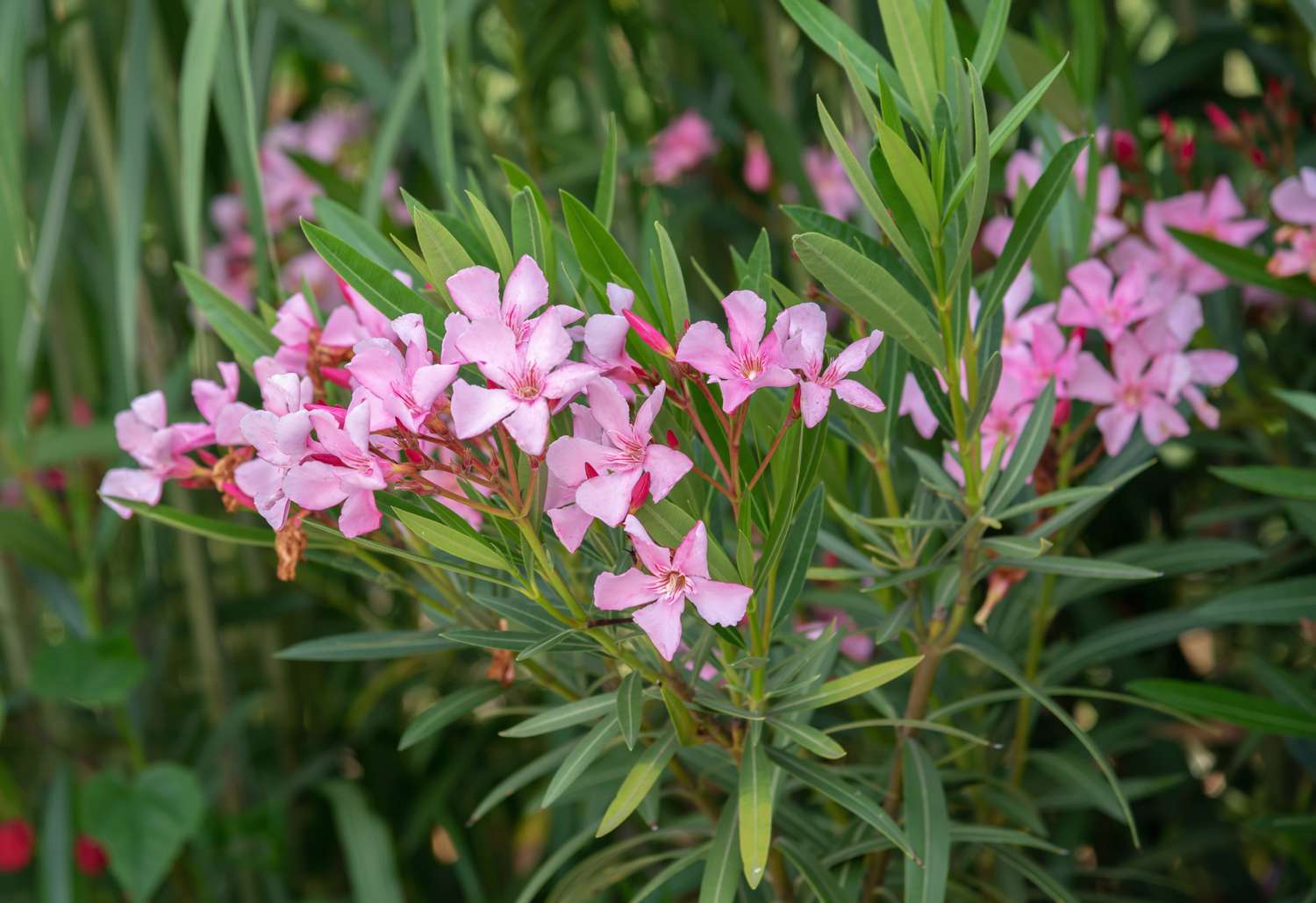 About prohibitions - Сельское хозяйство, UAE, Abu Dhabi, Dubai, Oleander, news, Ban