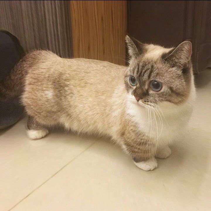 Meet this munchkin - Milota, cat, Munchkin