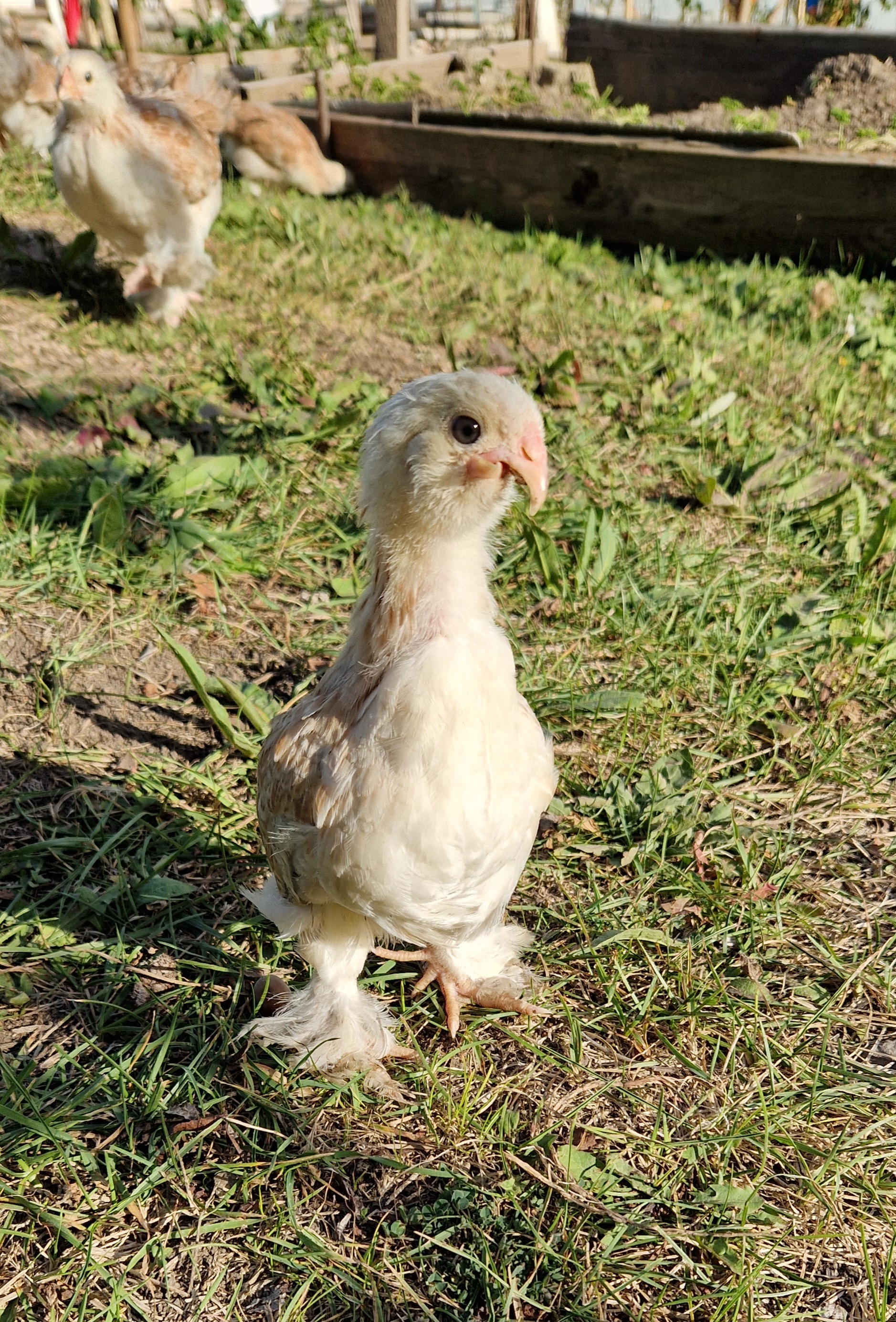 Buckbeak! I called these two... - My, Сельское хозяйство, Hen, Breeding, Birds, Longpost