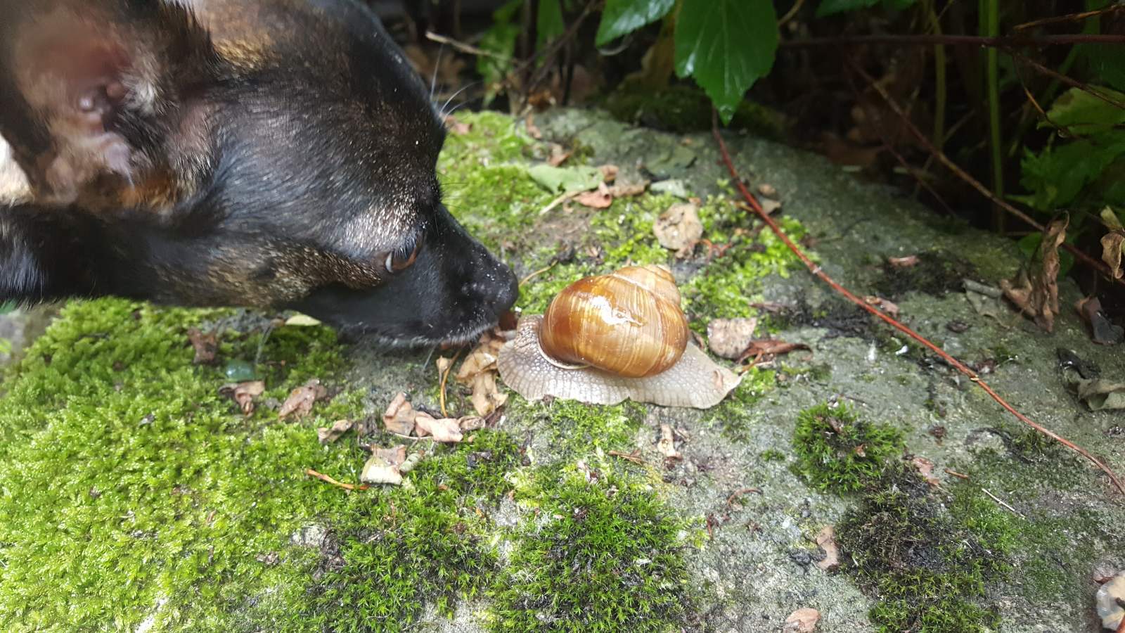 We sniffed each other - My, Milota, Funny animals, Snail, Dog, Walk, The park, The photo