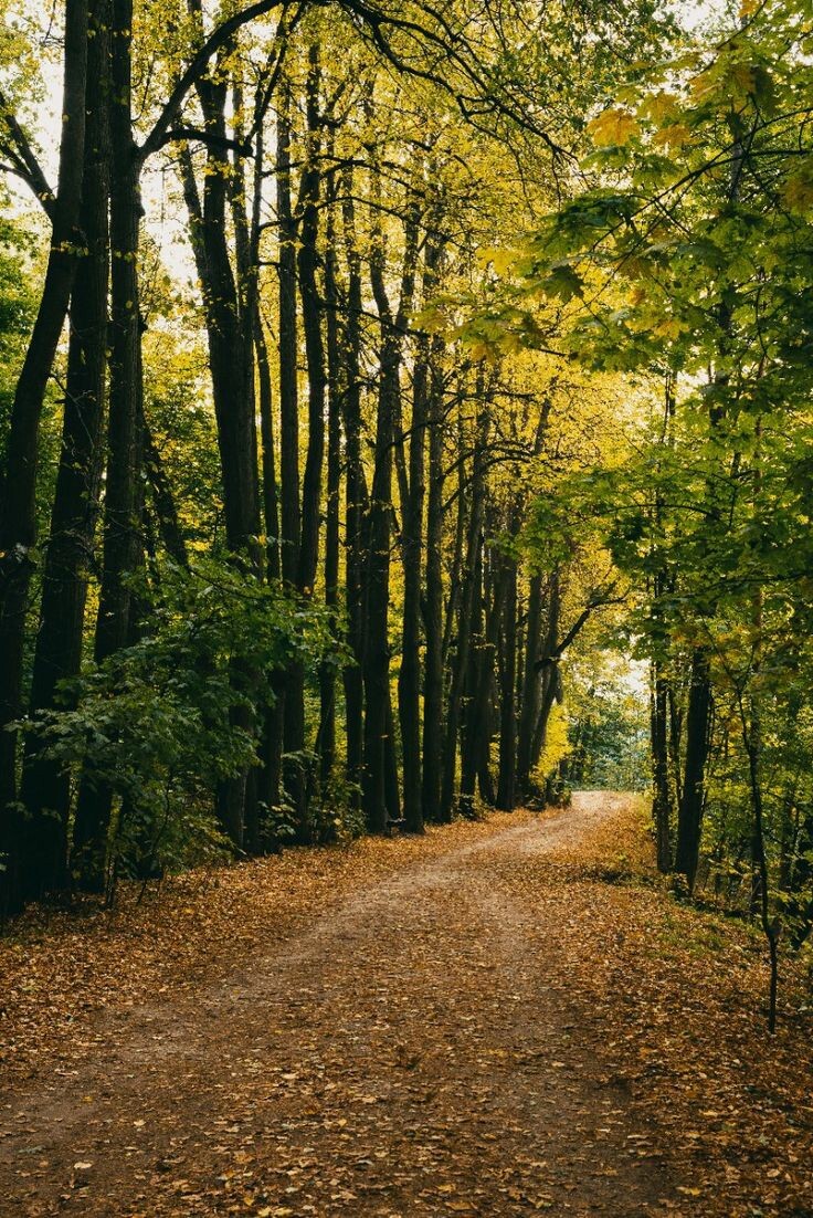 Autumn - My, Autumn, The photo, Photographer, Nature, The park, Track