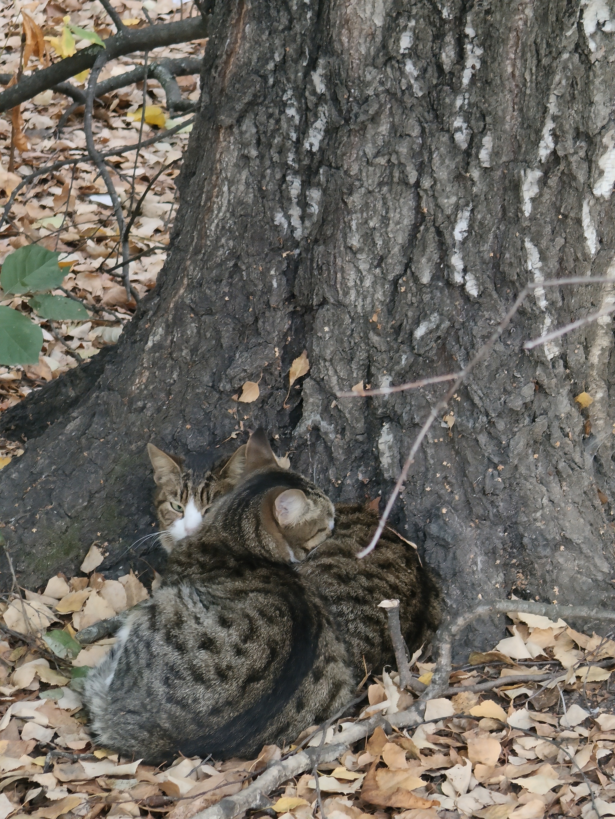 It's getting cold... - My, Pets, cat, Helping animals, Pet the cat, Moscow, Street photography