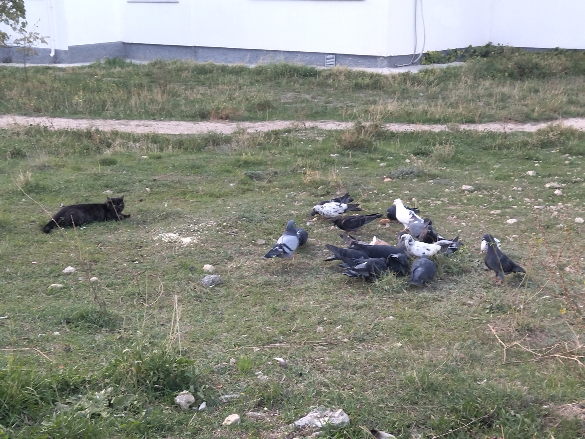 Lunch - Black cat, Pigeon, cat, Street photography