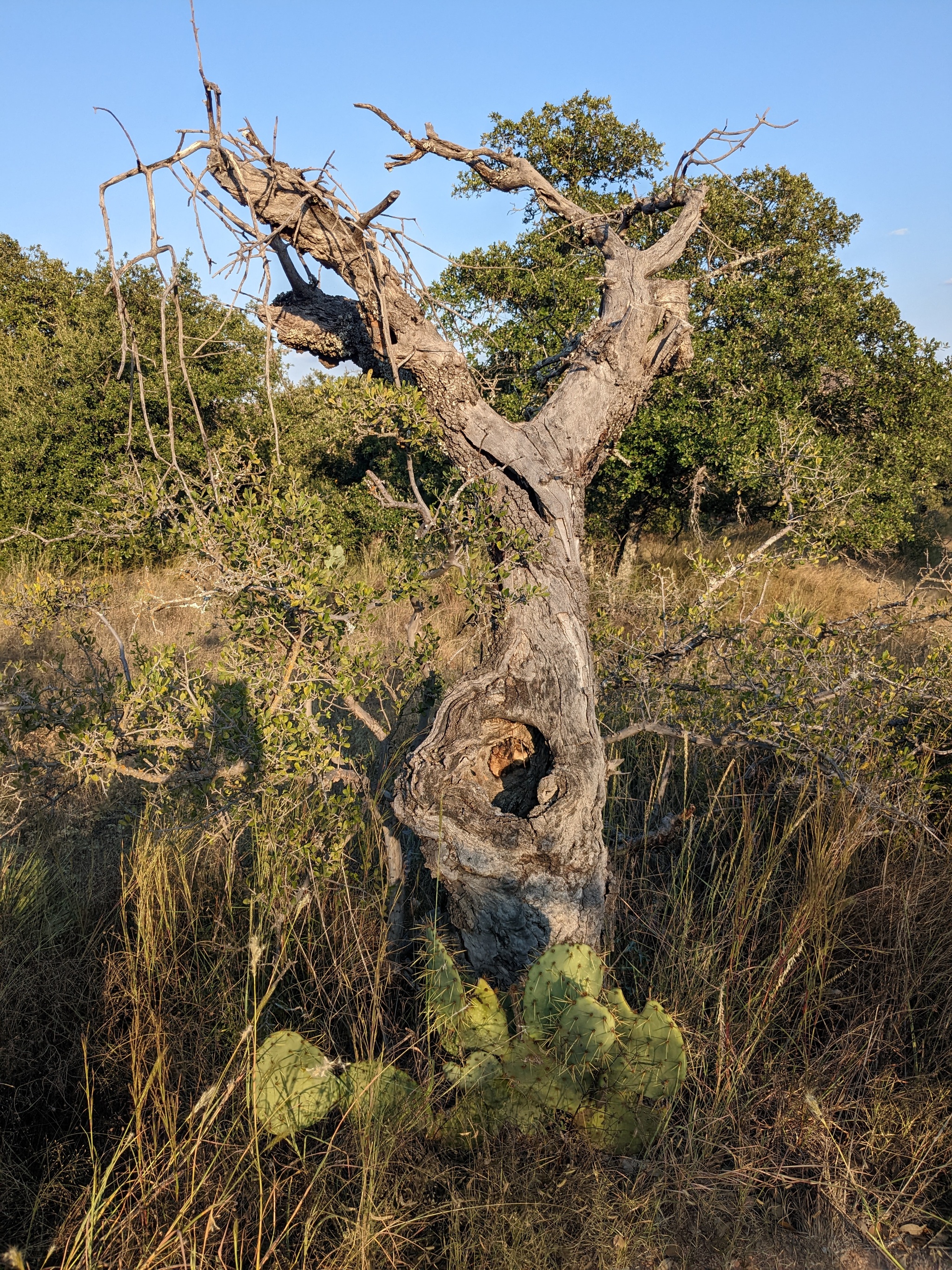 Hello everyone. I continue to post photos of rocks in Texas - Lake, Nature, The photo, Mountain tourism, Mobile photography, Texas, A rock, USA, Road, Video, Longpost, South