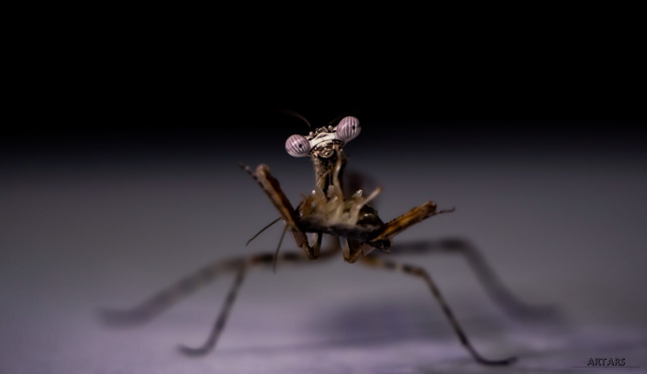 Parasphendale Sp. | African Short-winged Mantis - My, The photo, Planet Earth, Terrariumistics, Informative, Animals, Mantis, Rare view, Unusual, Photographer