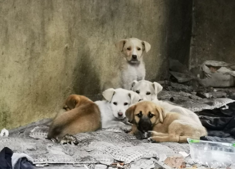 Little puppies live in an abandoned dacha and dream of finding a home and a good family - The strength of the Peekaboo, Animal Rescue, Homeless animals, In good hands, Dog, Puppies, Kaluga region, Obninsk, Moscow, Moscow region, Russia, VKontakte (link)