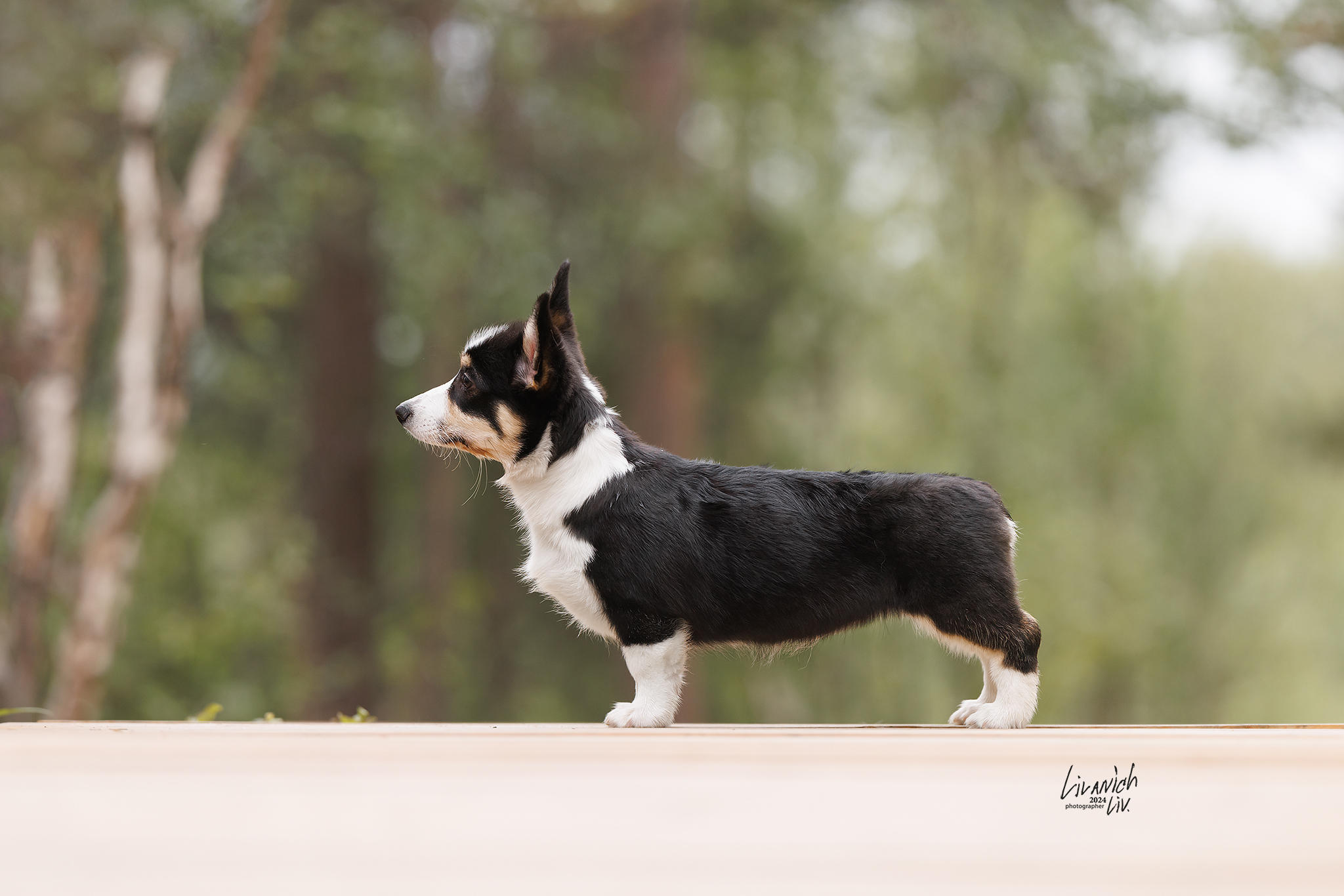 Cookies come in different forms or canine racism - My, Corgi, Dog, Longpost