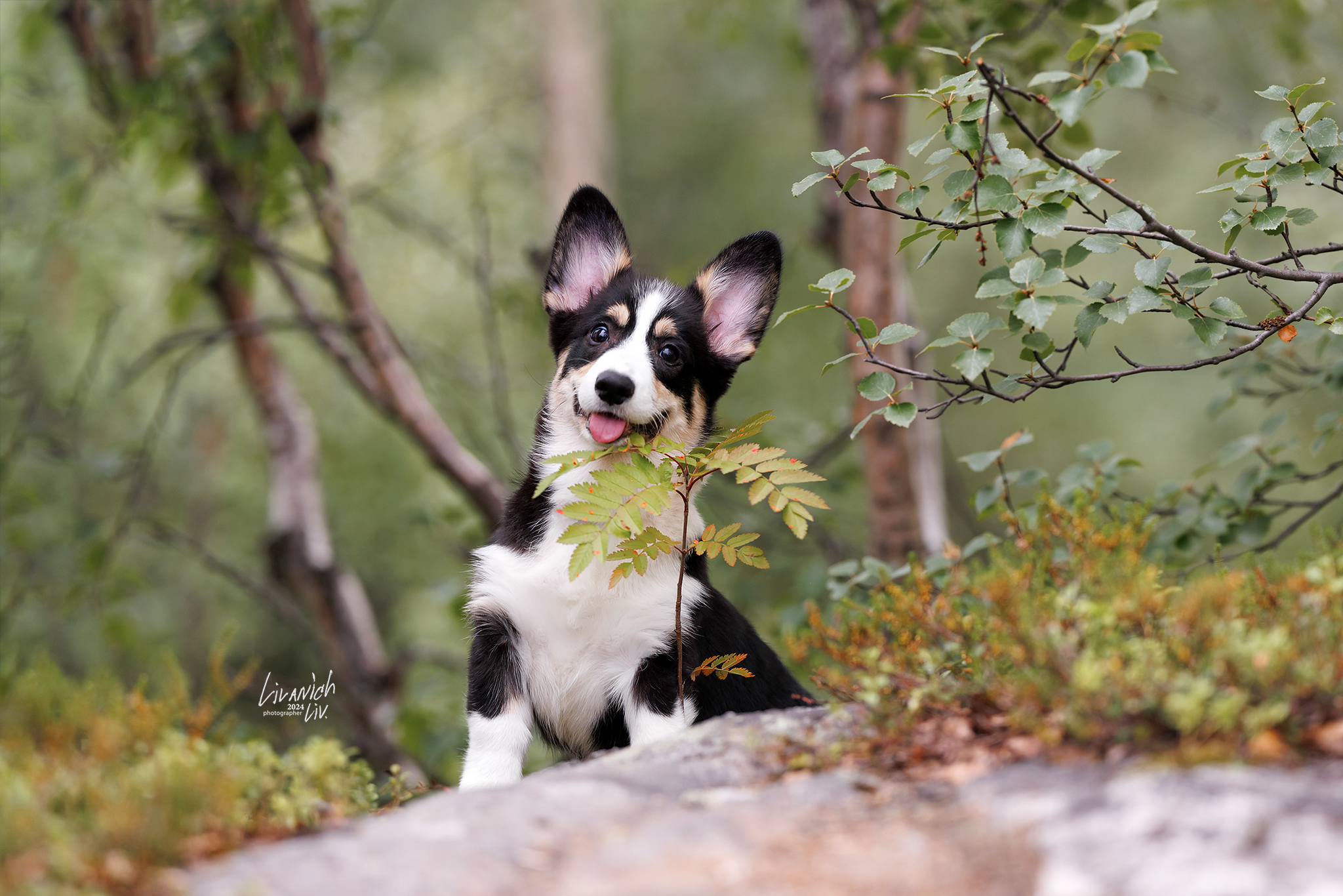 Cookies come in different forms or canine racism - My, Corgi, Dog, Longpost