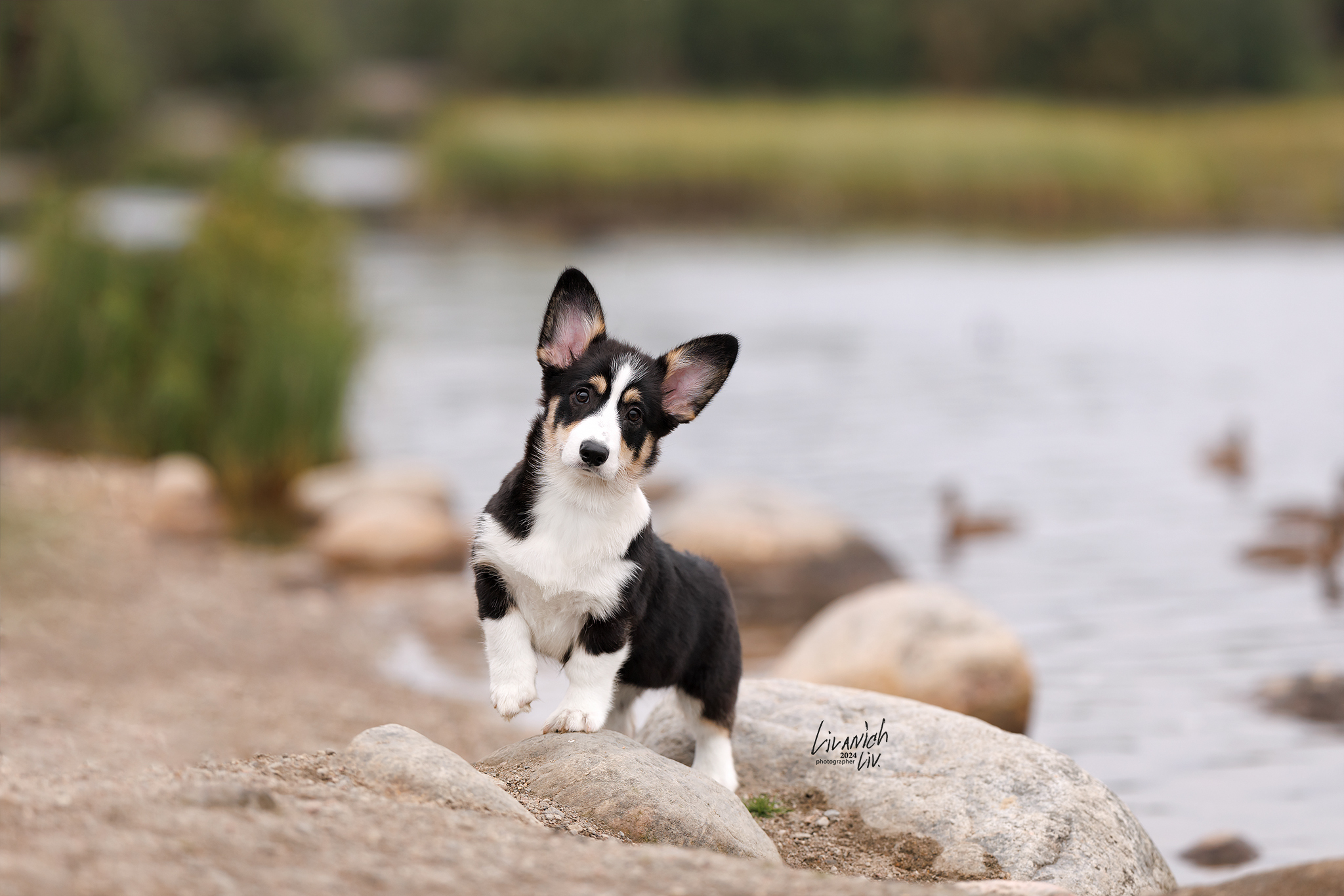 Cookies come in different forms or canine racism - My, Corgi, Dog, Longpost