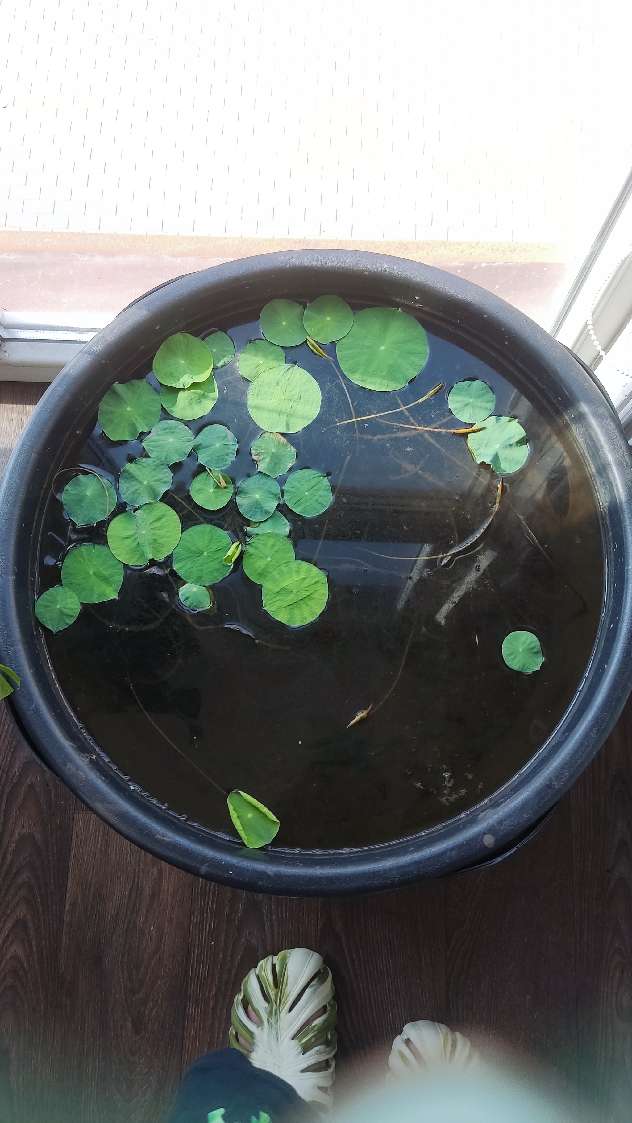 How I grew a lotus at home - My, Friday tag is mine, Lotus, Plants, Nature, With your own hands, Longpost