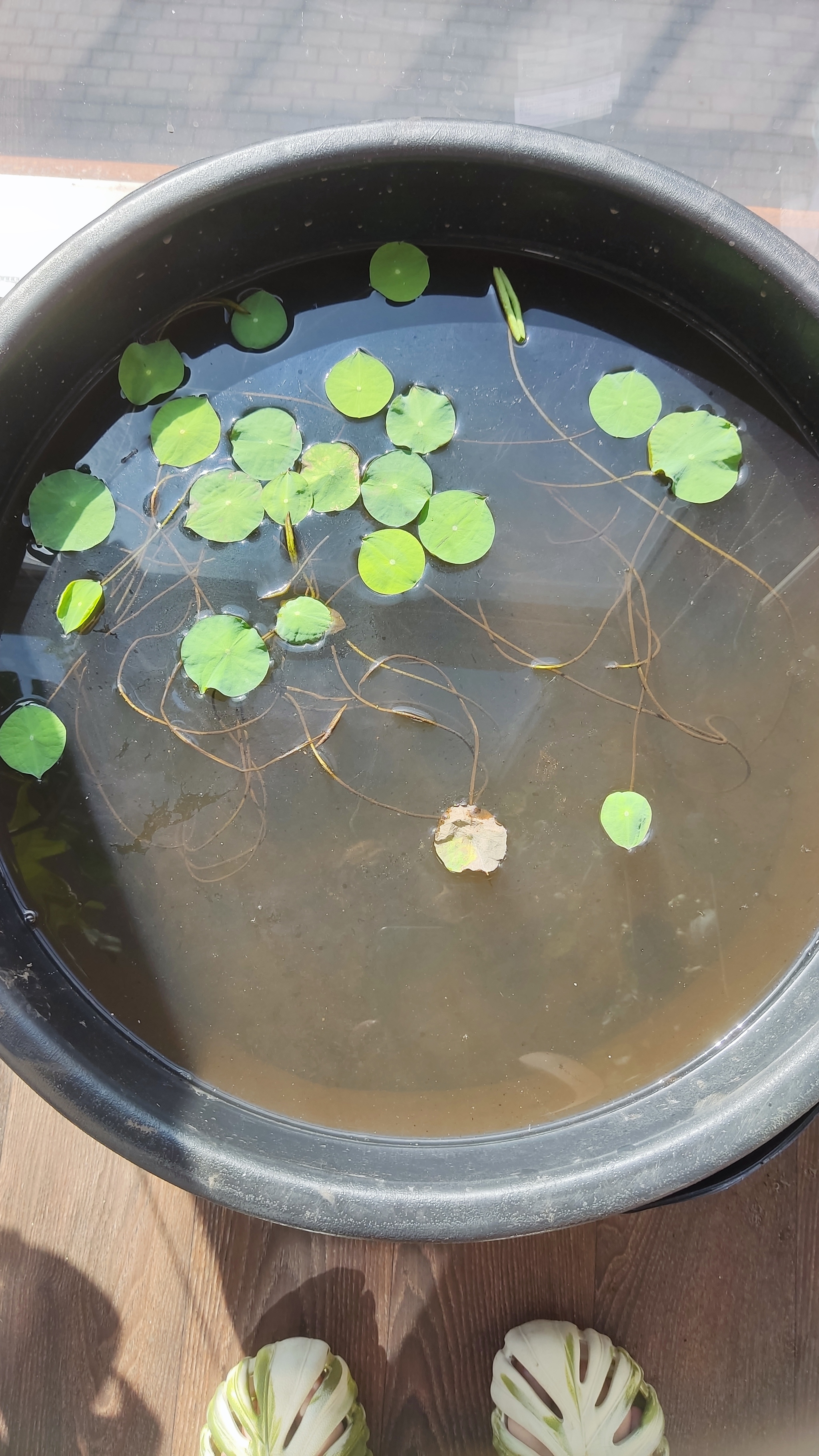 How I grew a lotus at home - My, Friday tag is mine, Lotus, Plants, Nature, With your own hands, Longpost