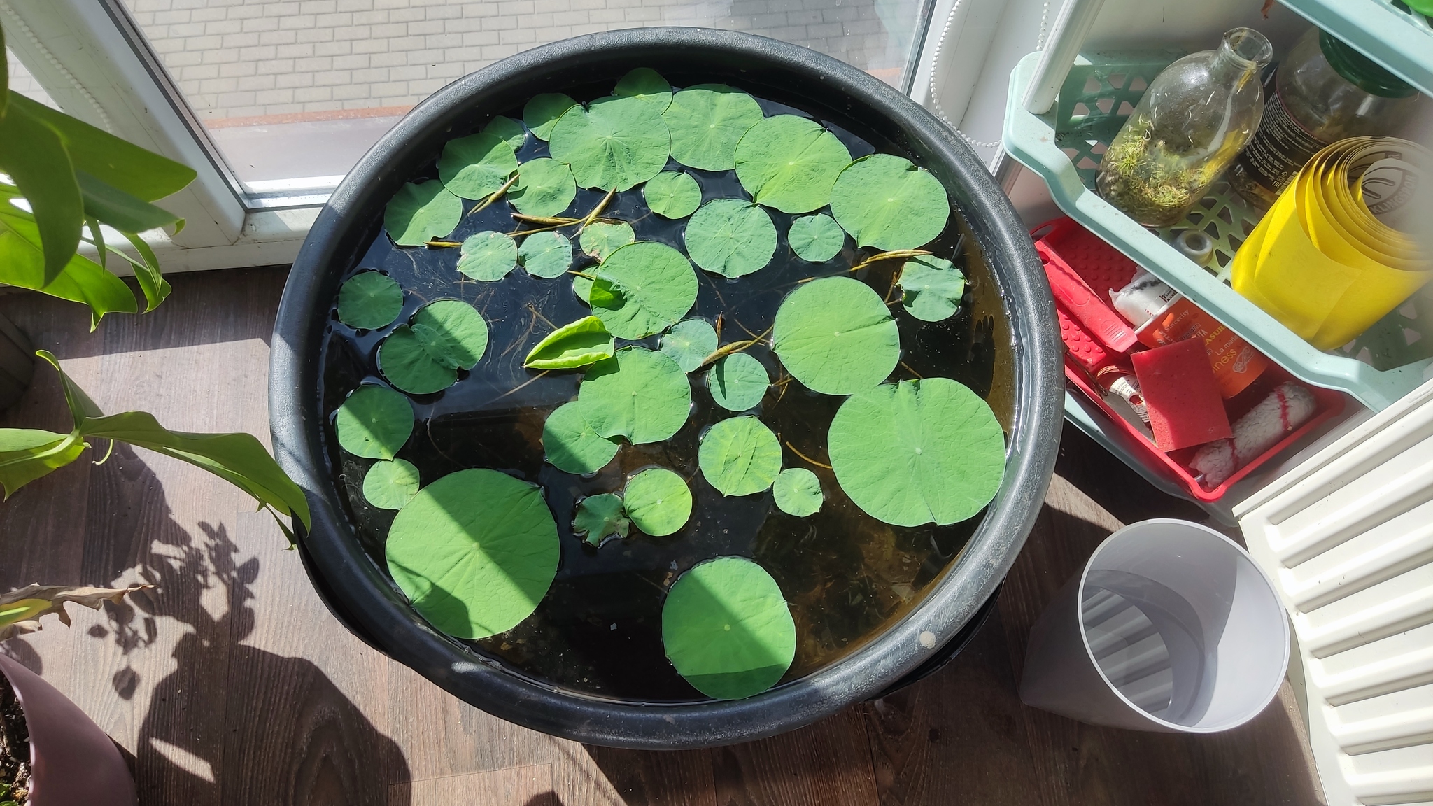 How I grew a lotus at home - My, Friday tag is mine, Lotus, Plants, Nature, With your own hands, Longpost