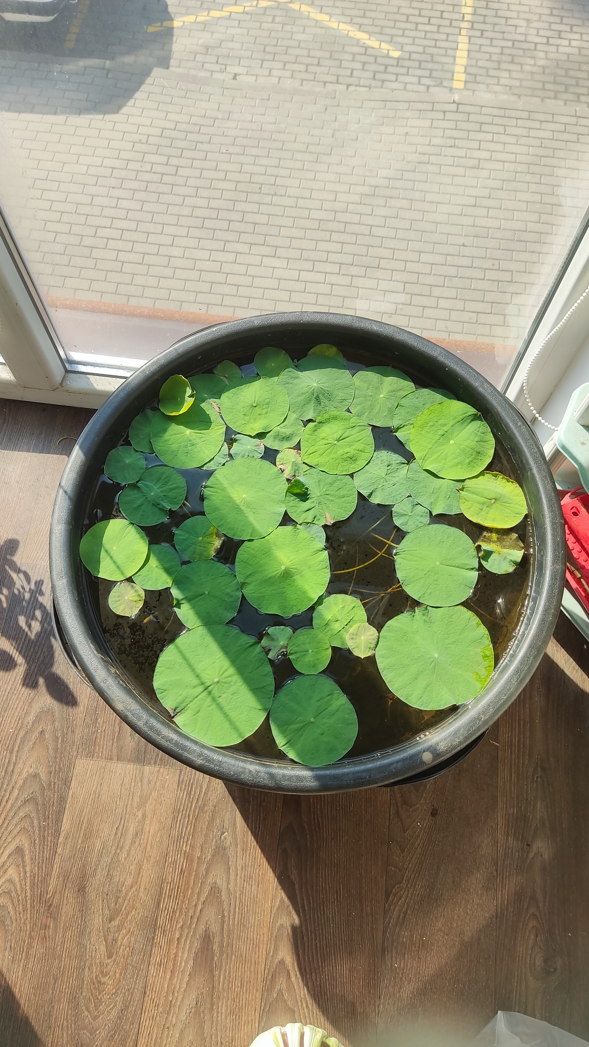 How I grew a lotus at home - My, Friday tag is mine, Lotus, Plants, Nature, With your own hands, Longpost