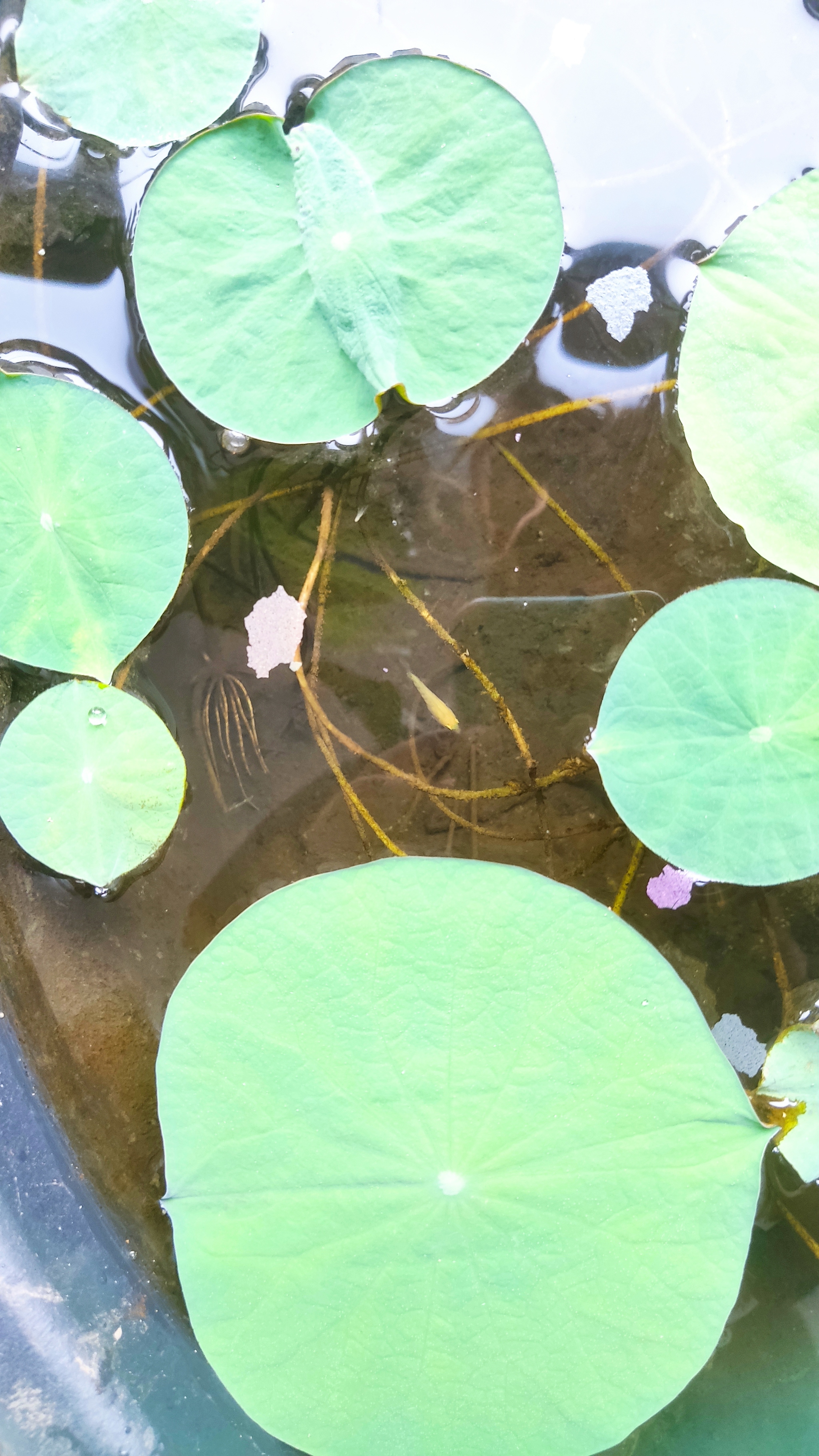 How I grew a lotus at home - My, Friday tag is mine, Lotus, Plants, Nature, With your own hands, Longpost