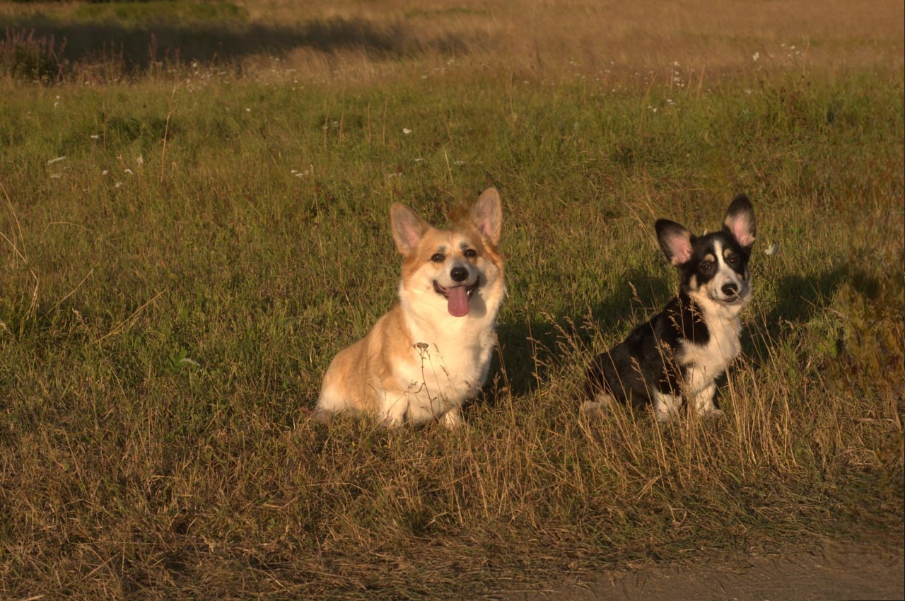 Cookies come in different forms or canine racism - My, Corgi, Dog, Longpost