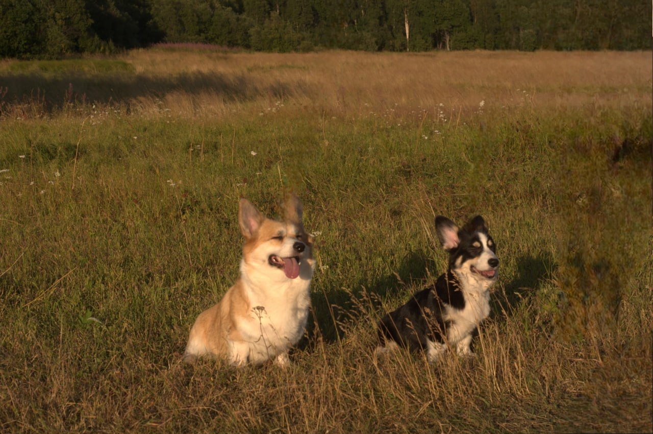 Cookies come in different forms or canine racism - My, Corgi, Dog, Longpost