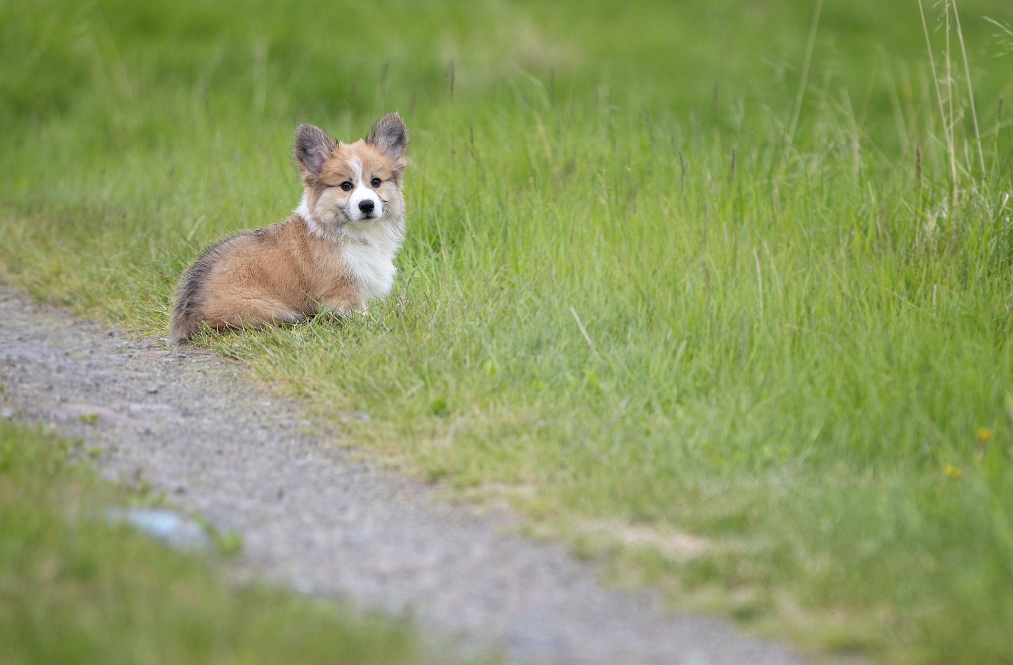 Cookies come in different forms or canine racism - My, Corgi, Dog, Longpost