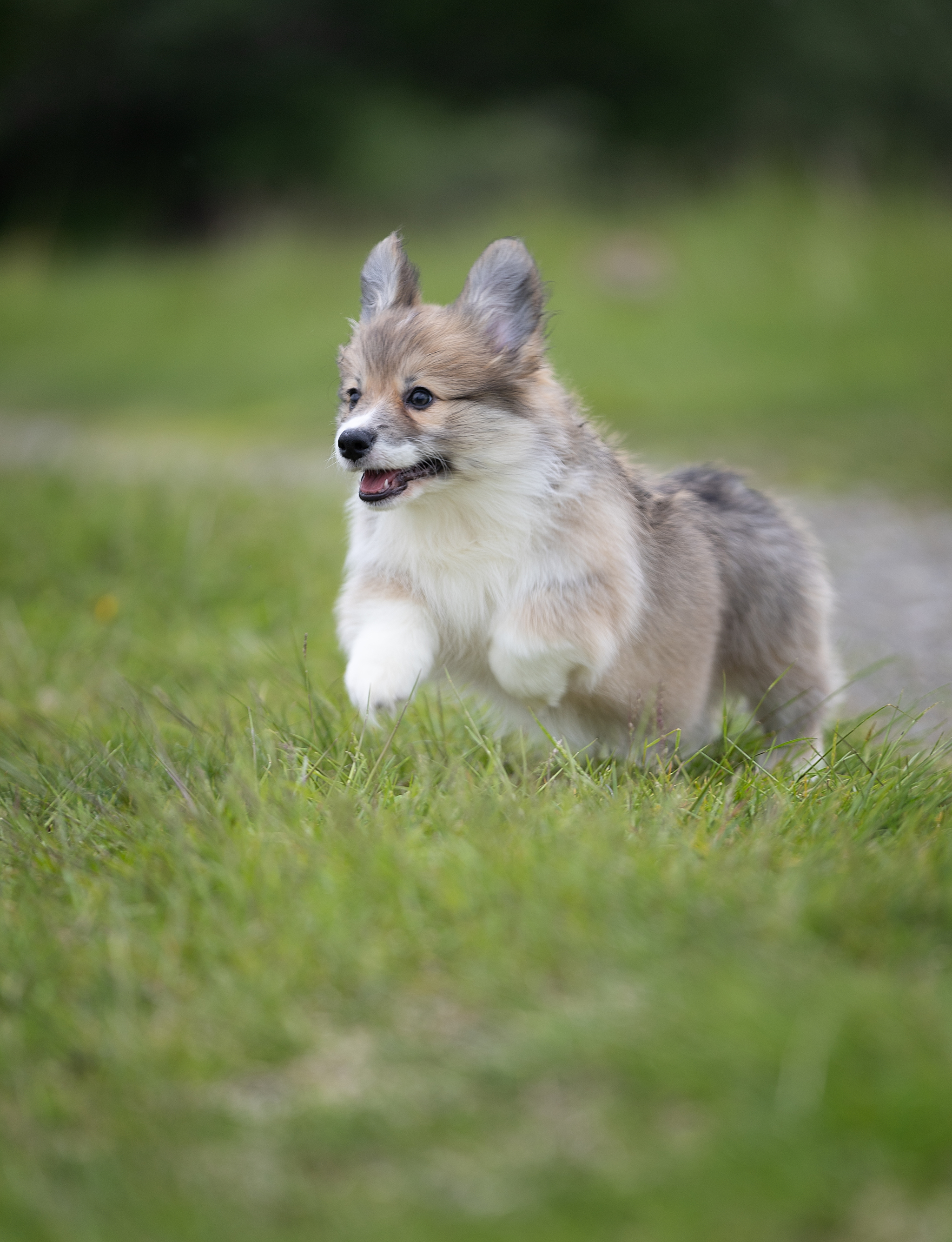 Cookies come in different forms or canine racism - My, Corgi, Dog, Longpost