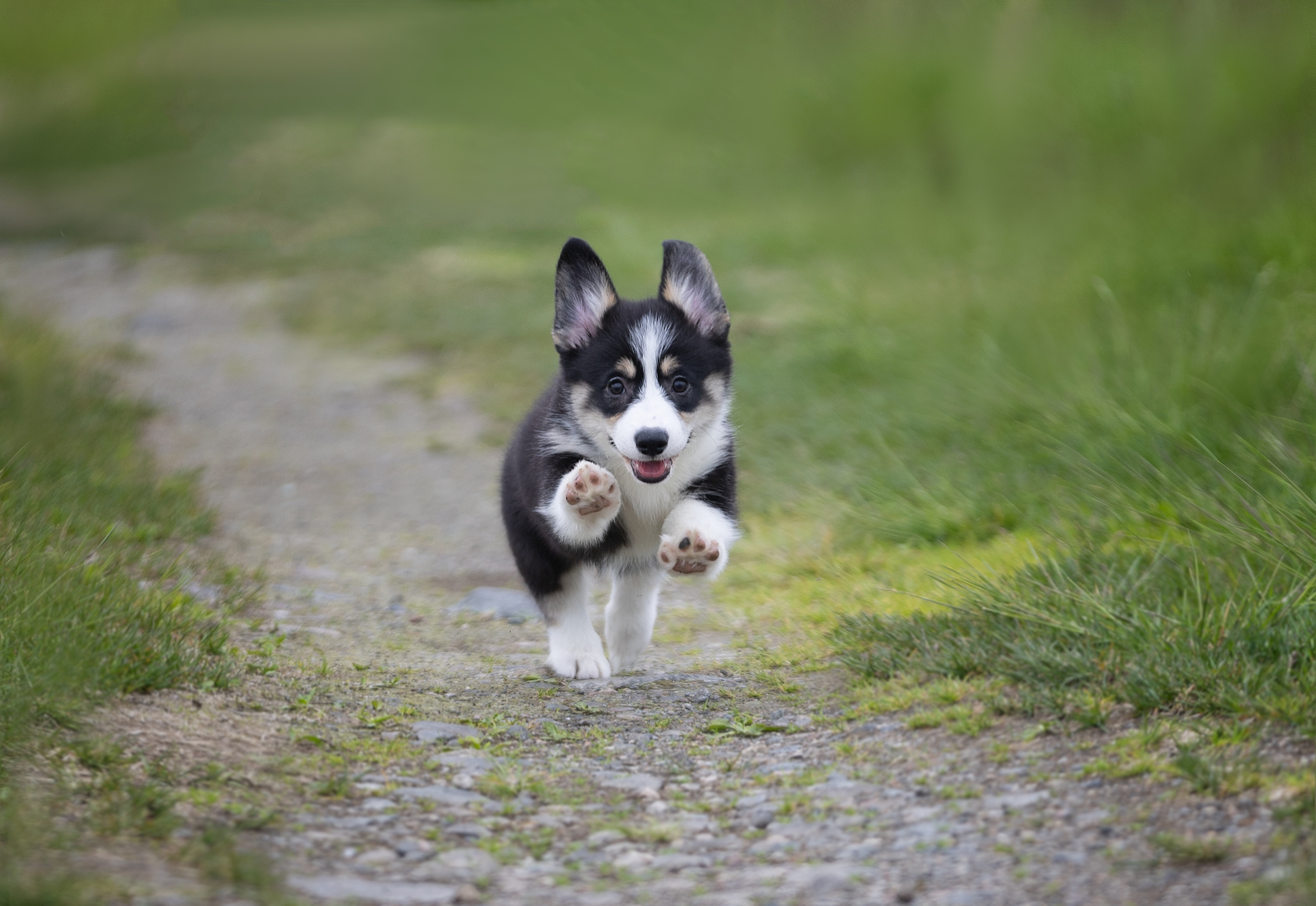 Cookies come in different forms or canine racism - My, Corgi, Dog, Longpost