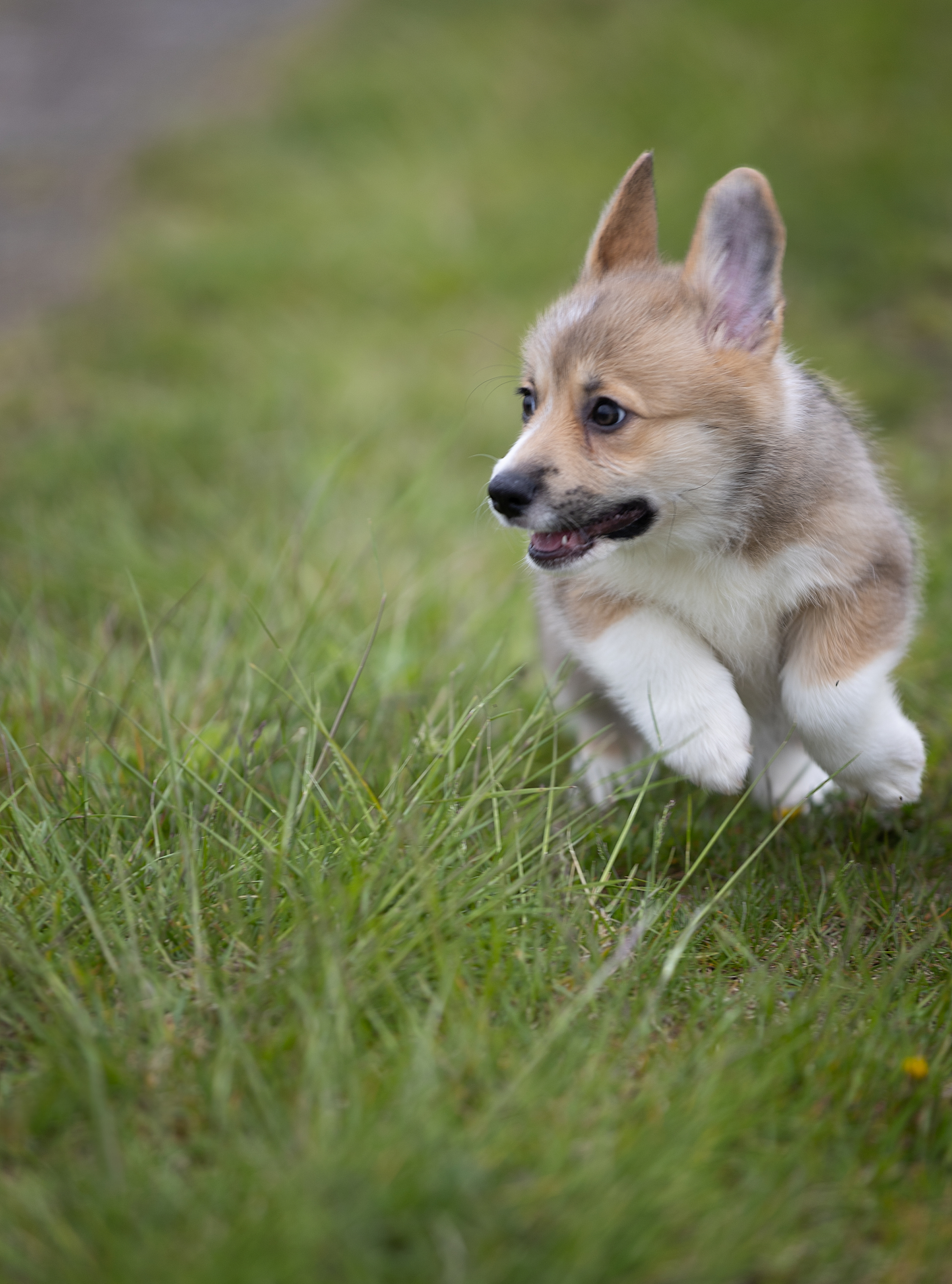 Cookies come in different forms or canine racism - My, Corgi, Dog, Longpost