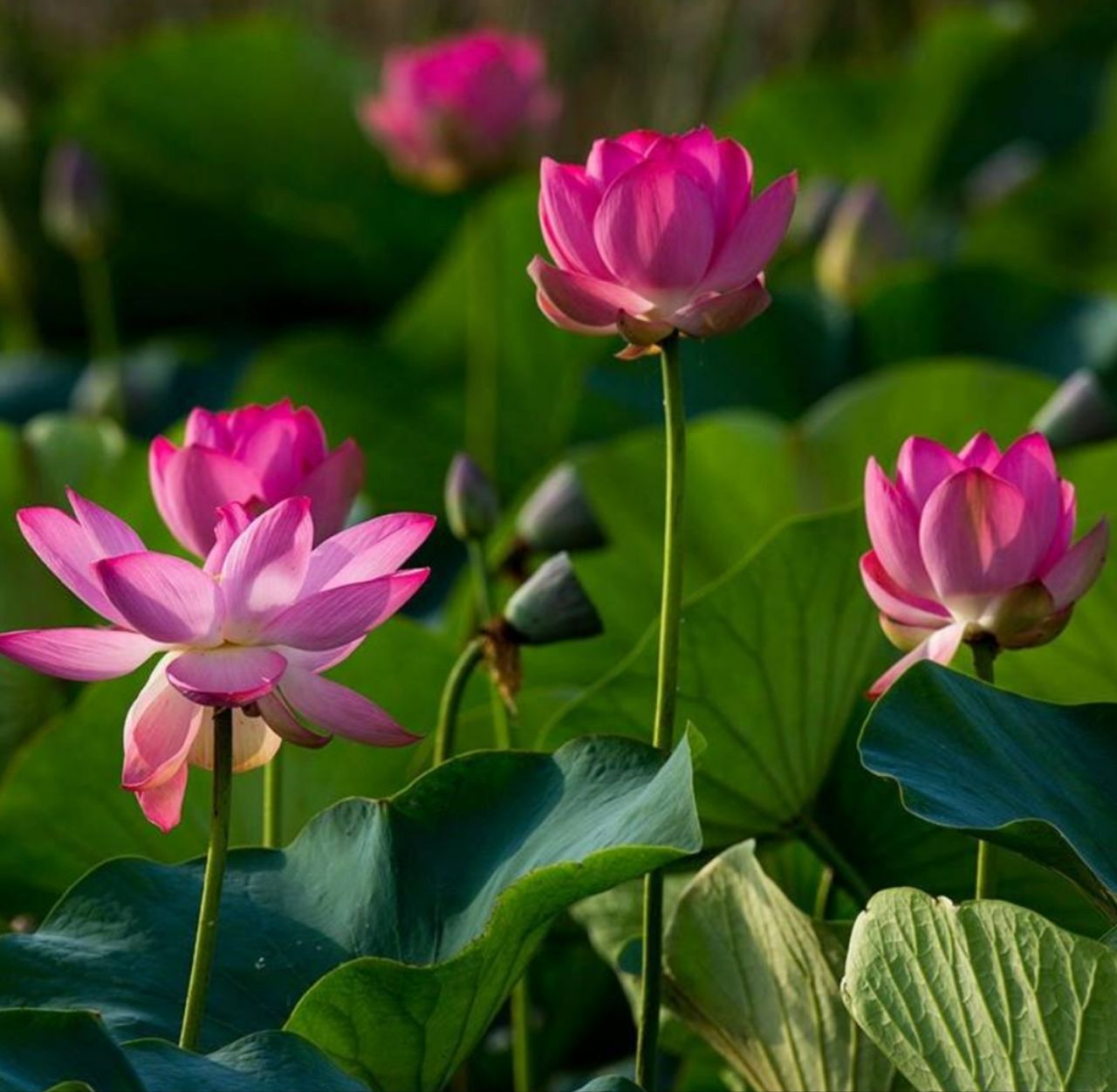 How I grew a lotus at home - My, Friday tag is mine, Lotus, Plants, Nature, With your own hands, Longpost