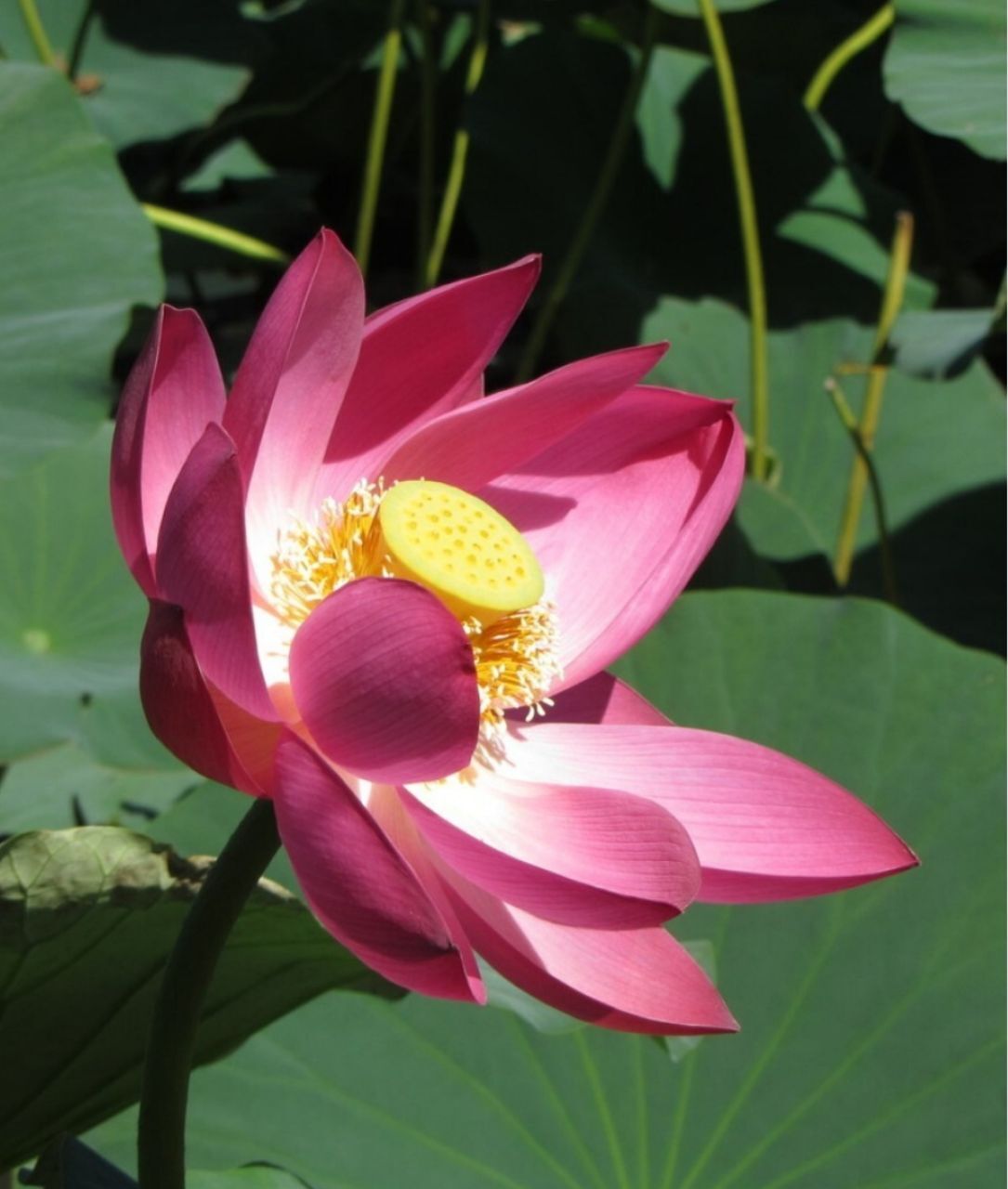 How I grew a lotus at home - My, Friday tag is mine, Lotus, Plants, Nature, With your own hands, Longpost