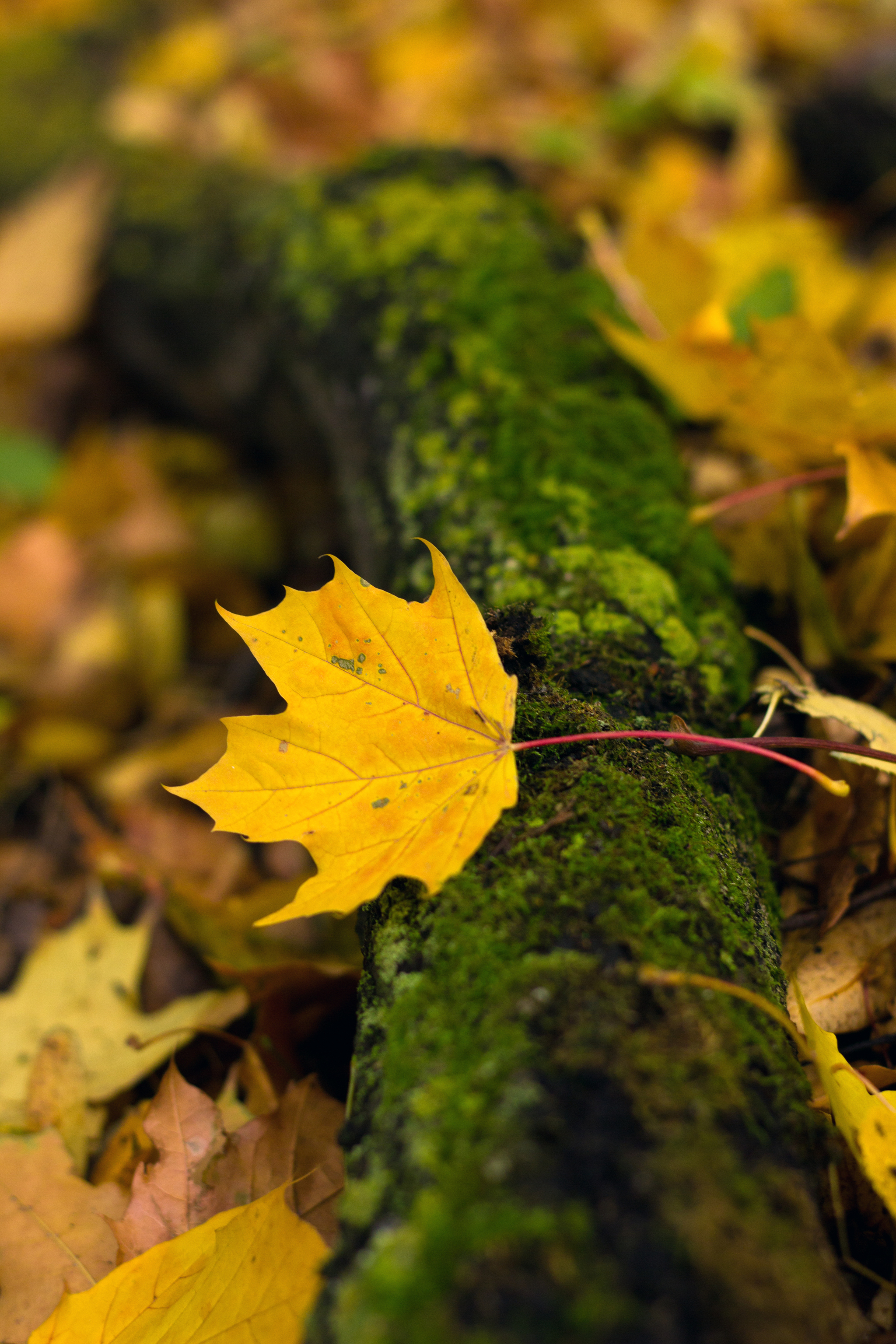 Moss and autumn - My, Ulyanovsk, The photo, Nature, Moss, Autumn, Maple, Beautiful view, Longpost