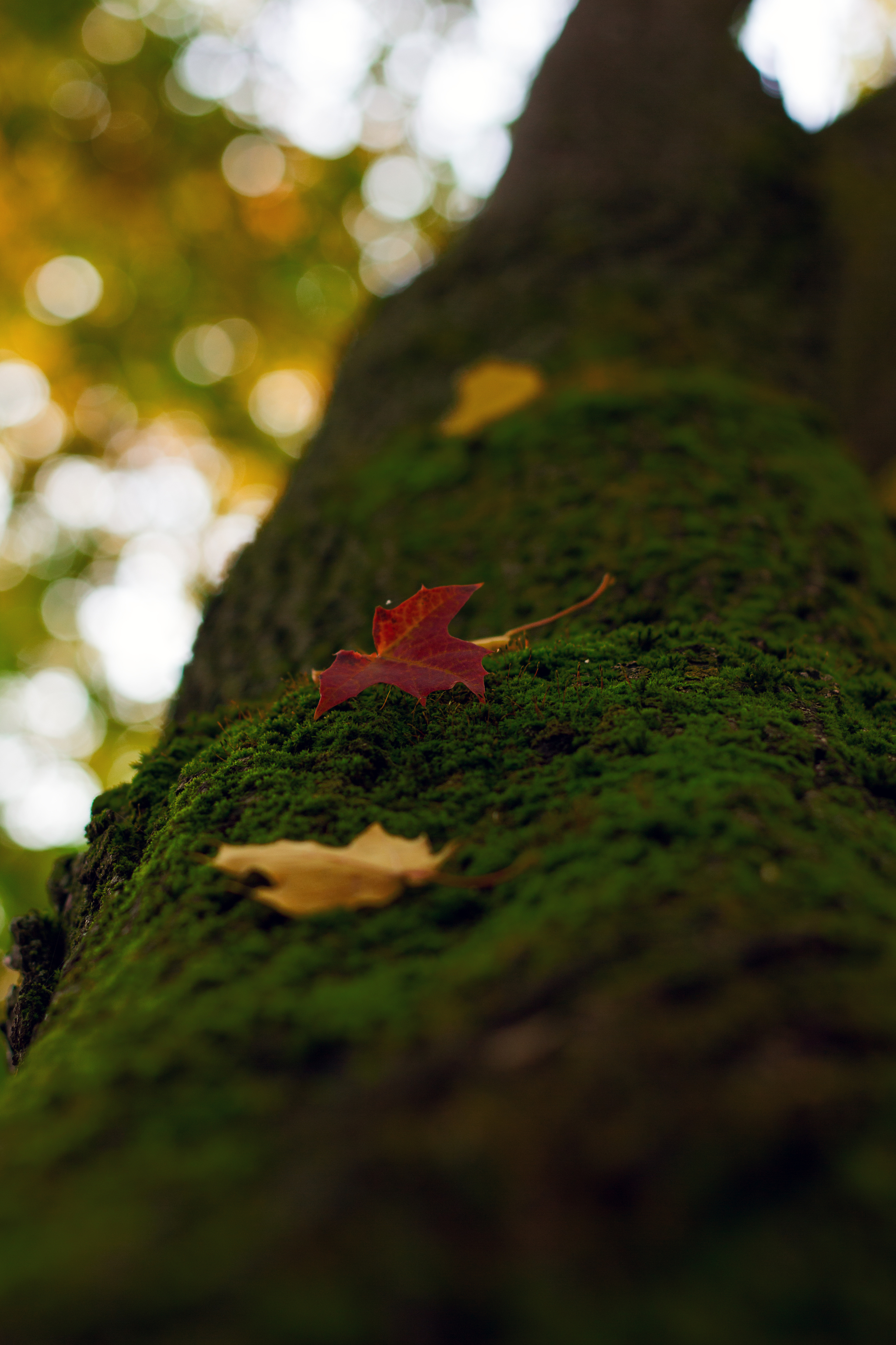 Moss and autumn - My, Ulyanovsk, The photo, Nature, Moss, Autumn, Maple, Beautiful view, Longpost