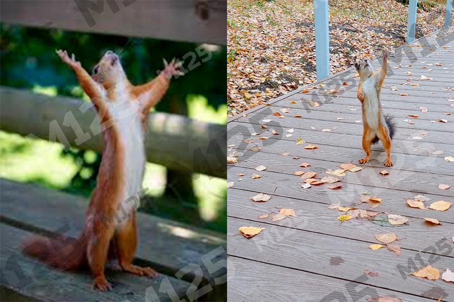 Moscow Meets Squirrel From Famous Meme - My, Moscow, Moscow region, Humor, Memes, Squirrel, Animals, Strange humor, Funny animals, The photo