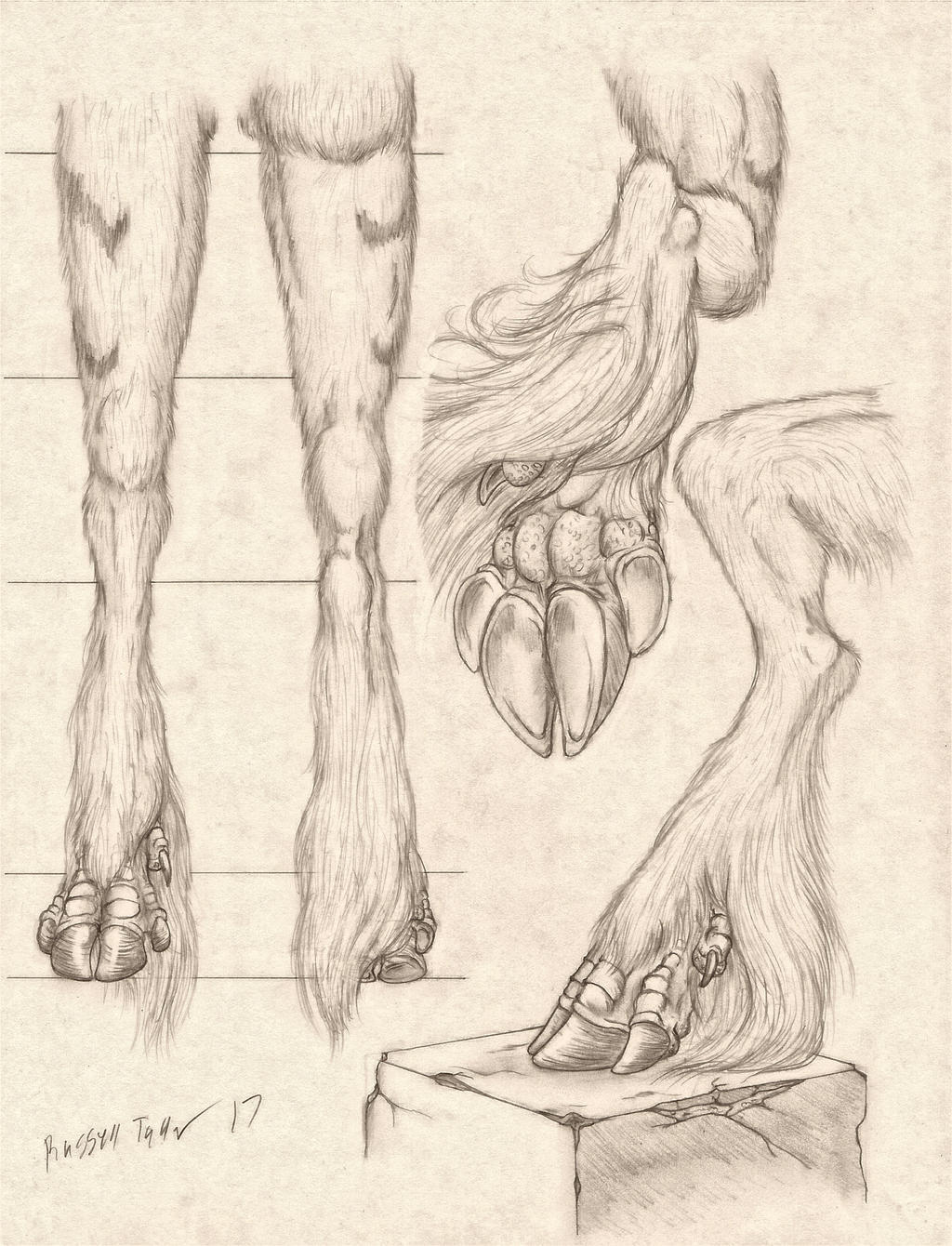 Paws and paws - Furry, Furry fox, Furry dragon, Furry equidae, Furry deer, Furry canine, Legs, Arms, Anatomy, Anthro, Longpost, Furry avian