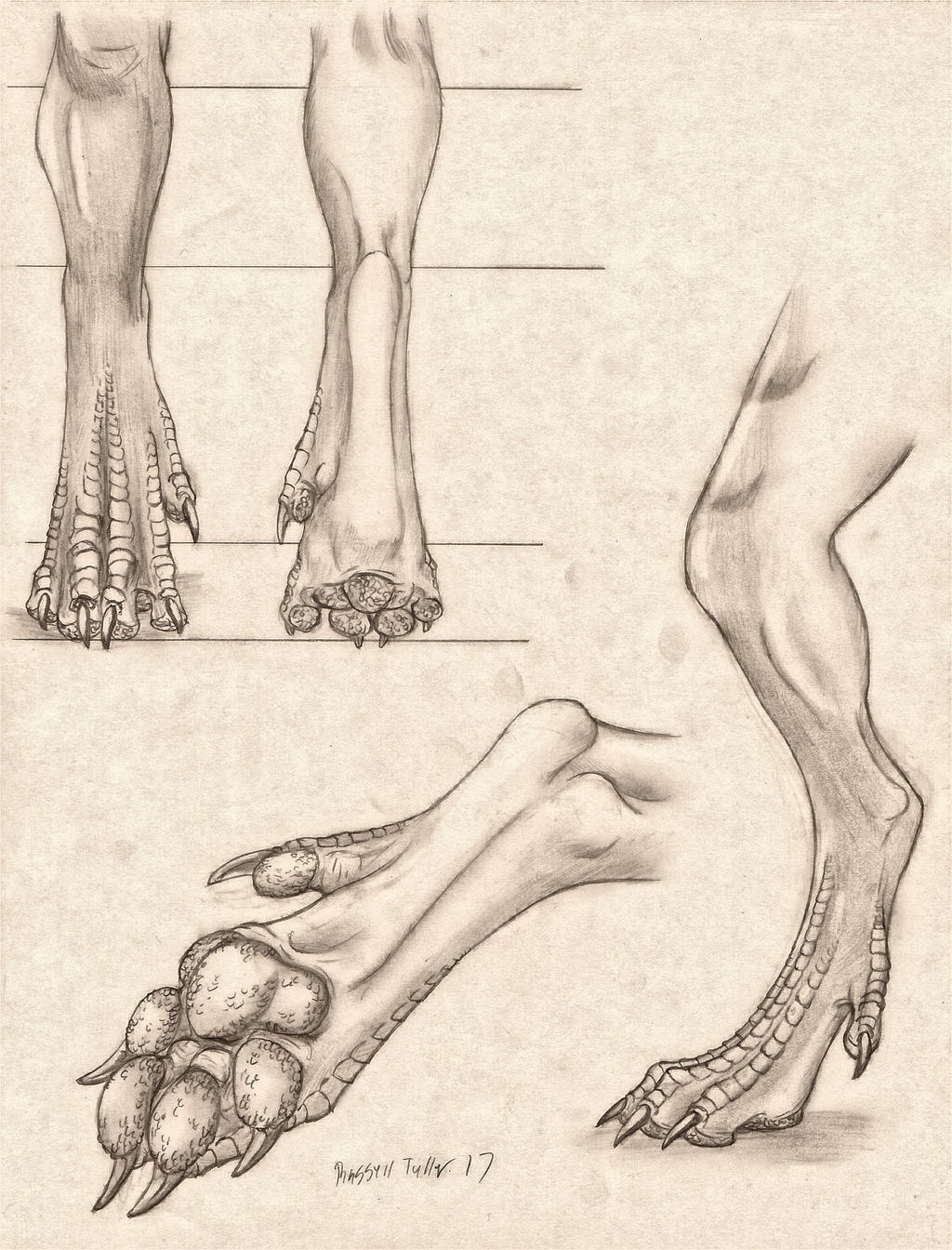 Paws and paws - Furry, Furry fox, Furry dragon, Furry equidae, Furry deer, Furry canine, Legs, Arms, Anatomy, Anthro, Longpost, Furry avian